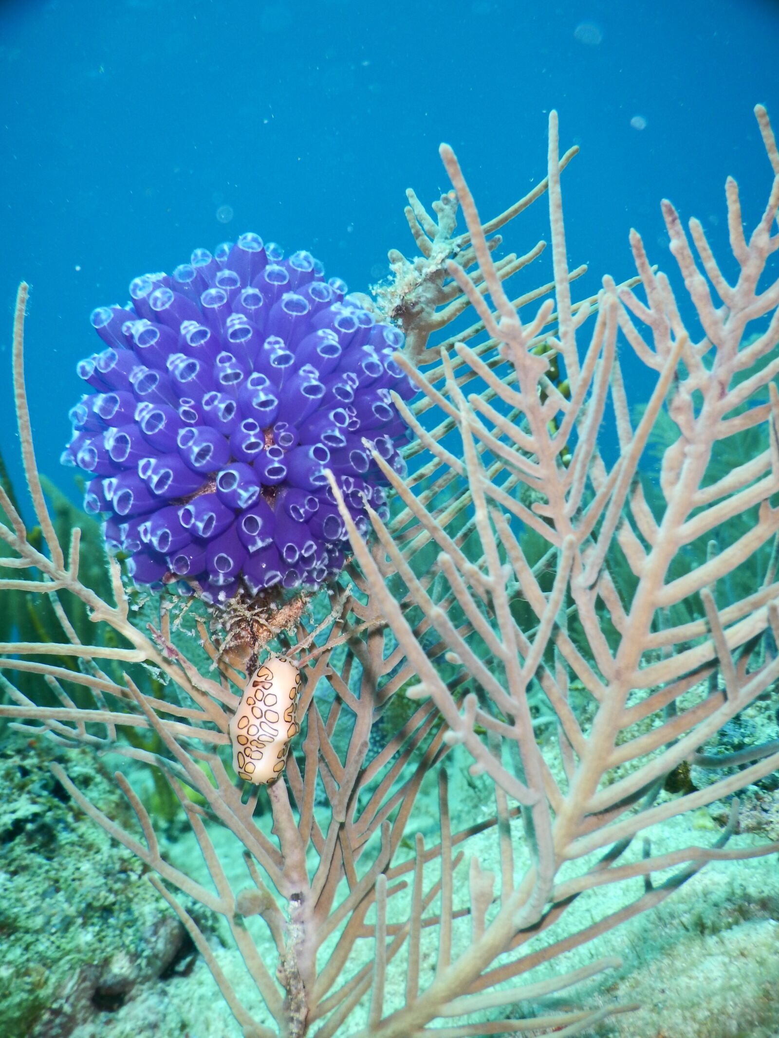 Nikon Coolpix AW110 sample photo. Soft coral, mollusc, tunicate photography