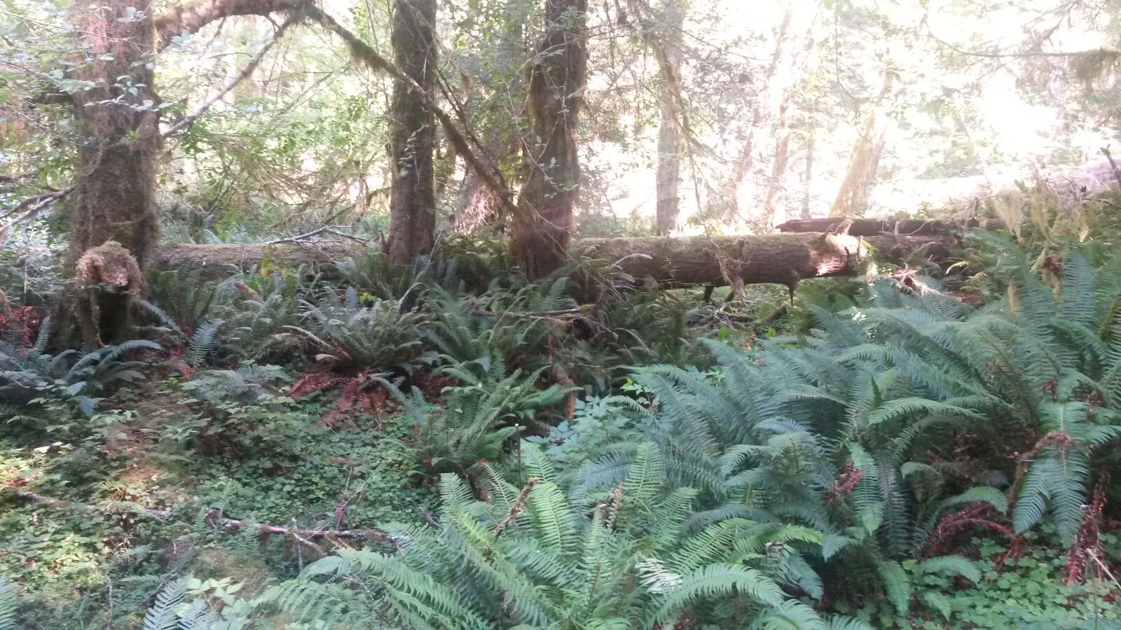 Samsung Galaxy S4 Active sample photo