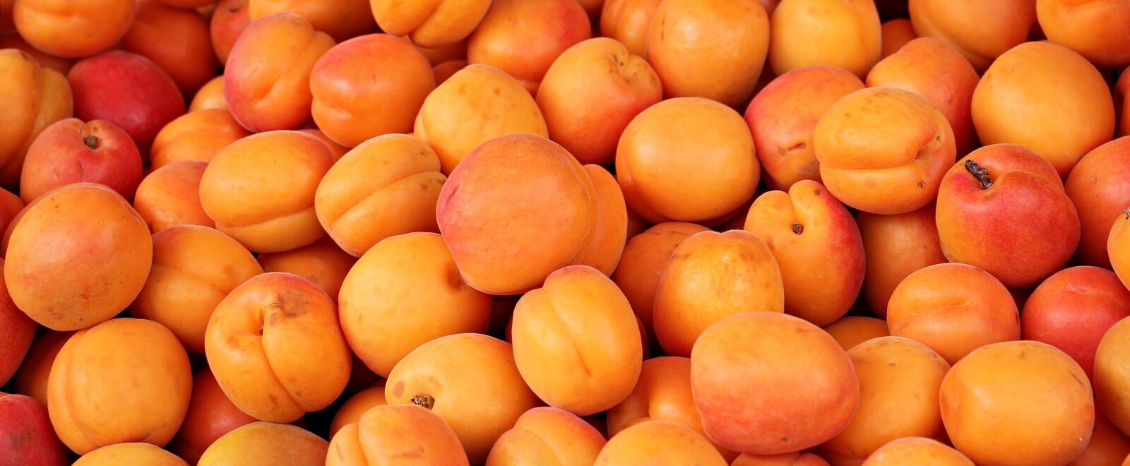 Canon EOS 550D (EOS Rebel T2i / EOS Kiss X4) sample photo. Apricots, fruit, fruits photography