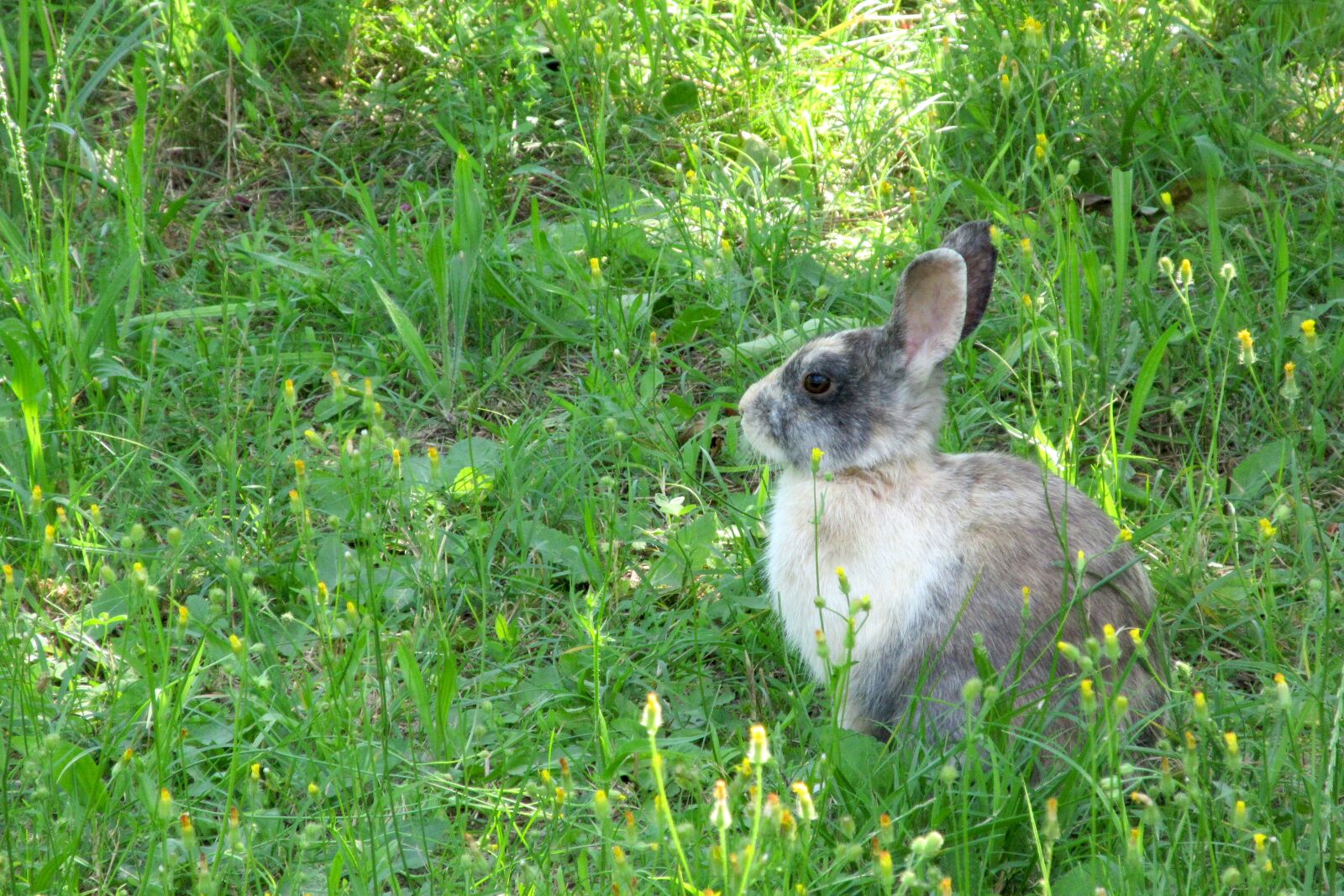 Canon PowerShot ELPH 340 HS (IXUS 265 HS / IXY 630) sample photo. Rabbit, nature, animals photography