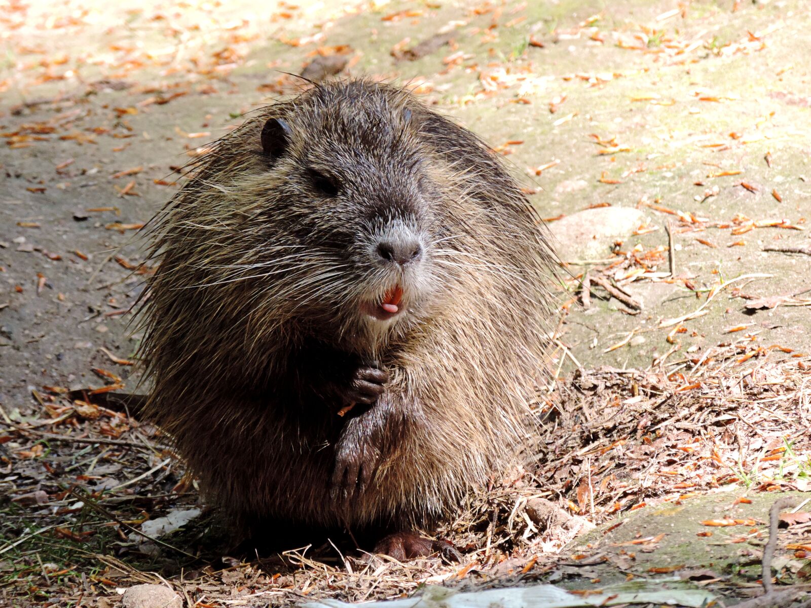 Nikon Coolpix P520 sample photo. Nutria, rodent, mammal photography