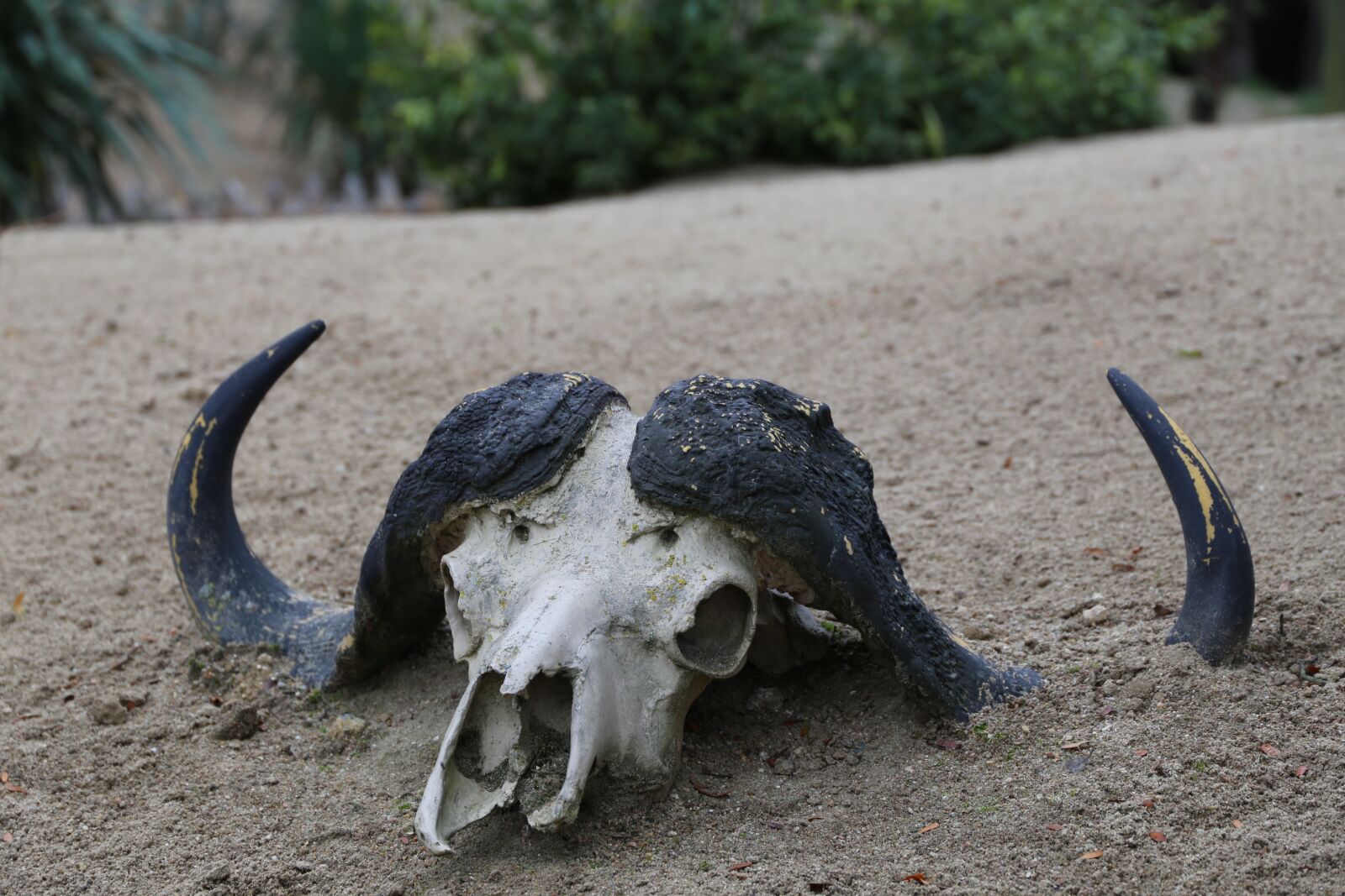 Canon EF 24-105mm F3.5-5.6 IS STM sample photo. Skeleton, bull, head photography
