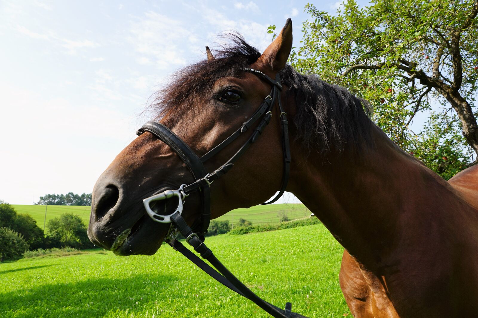 Sony ILCA-77M2 + Sony DT 16-50mm F2.8 SSM sample photo. Horses, mold, eye photography