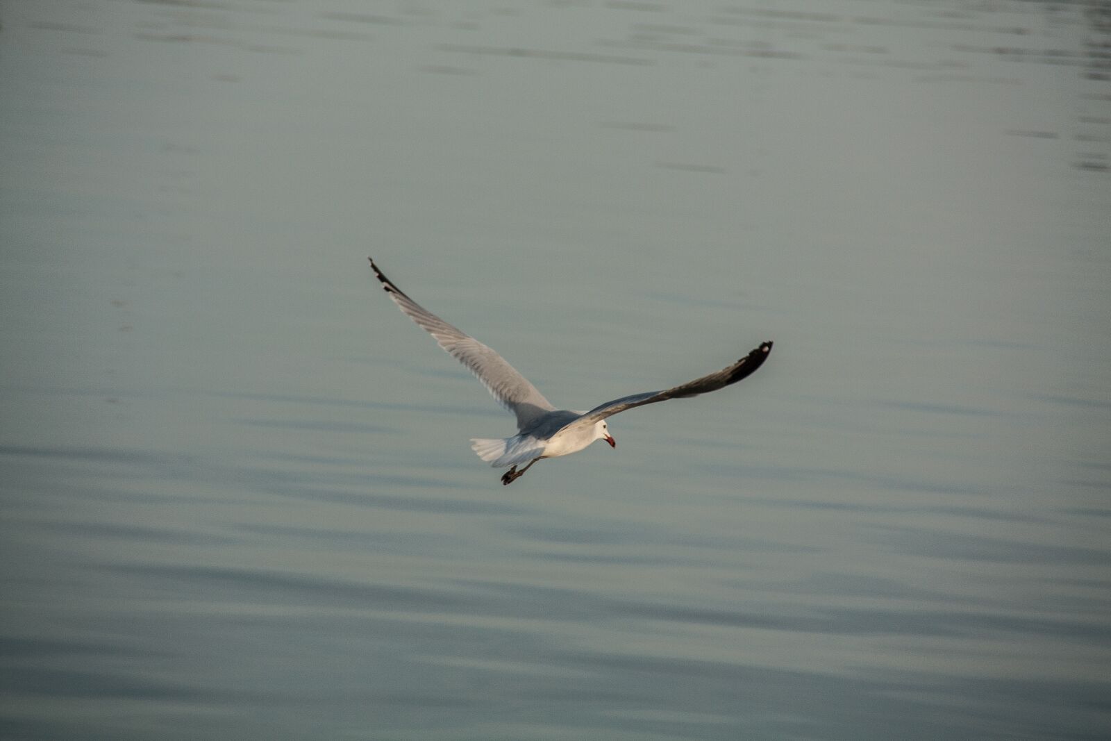Canon EOS 450D (EOS Rebel XSi / EOS Kiss X2) sample photo. Seagull, fly, sea photography