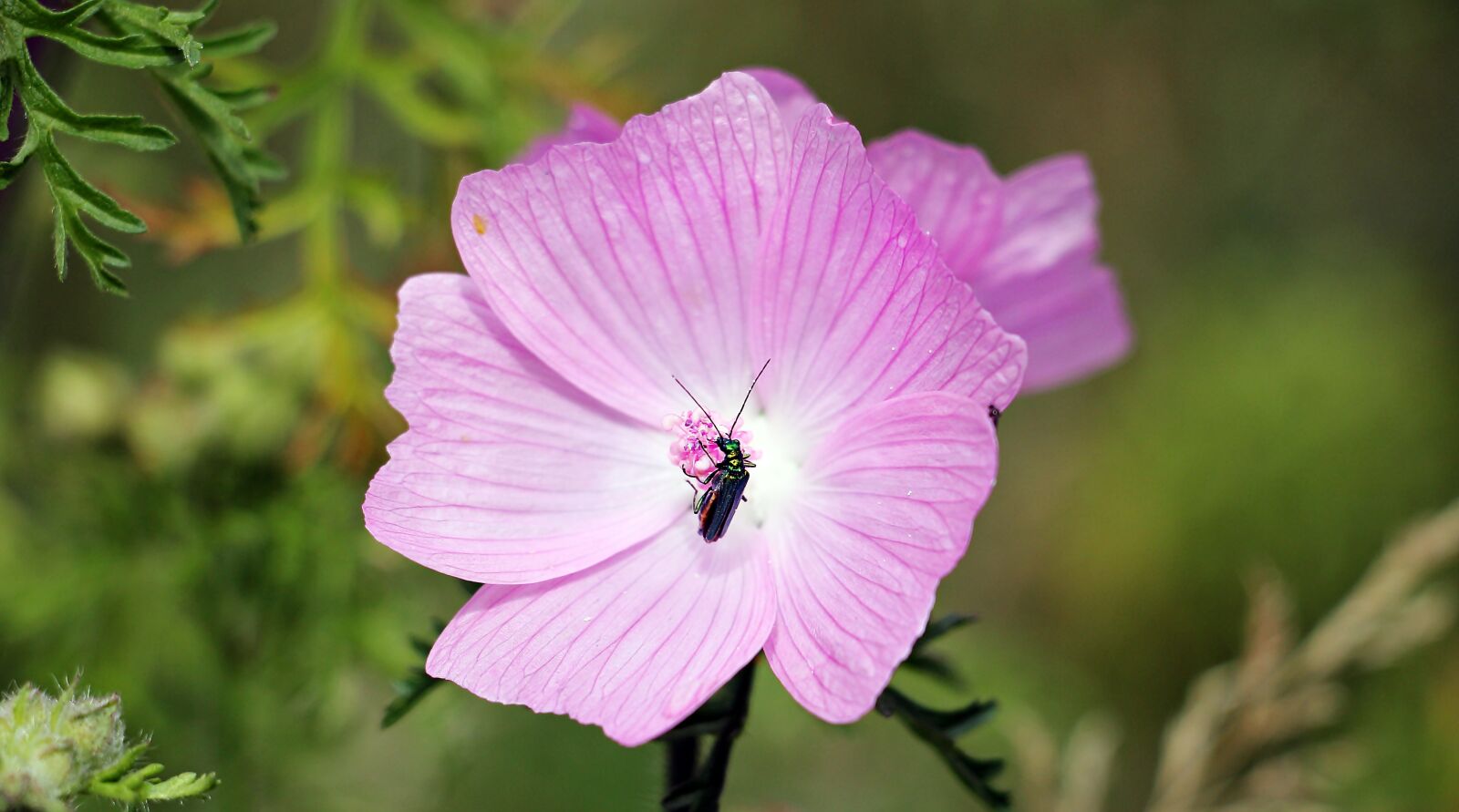 Canon EOS 550D (EOS Rebel T2i / EOS Kiss X4) sample photo. Sigmar wurz, mallow, insect photography
