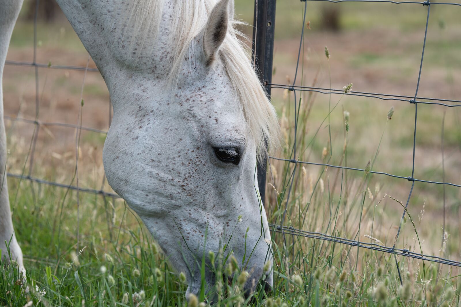 Nikon D750 sample photo. Horse, pony, equine photography