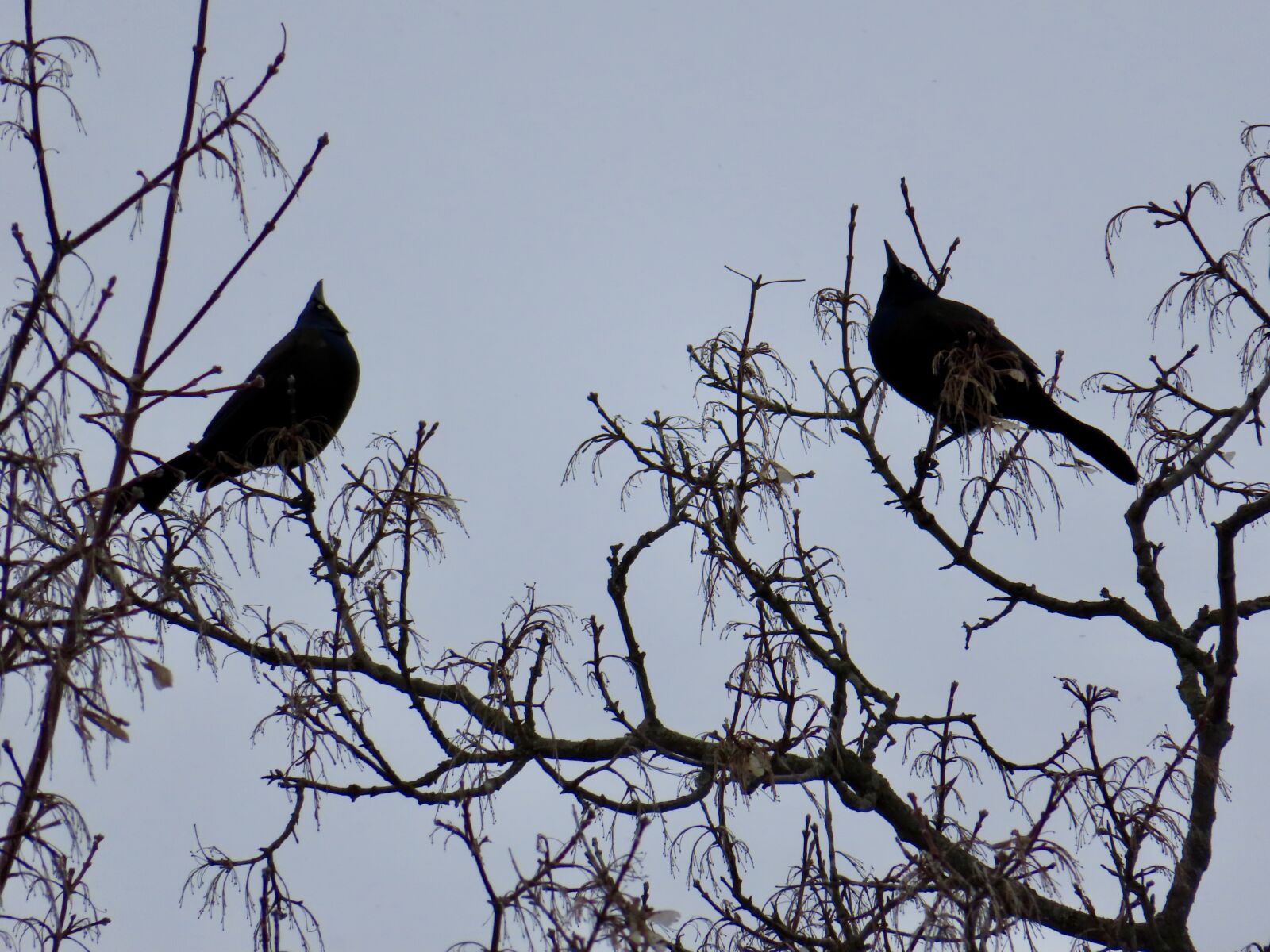 Canon PowerShot SX740 HS sample photo