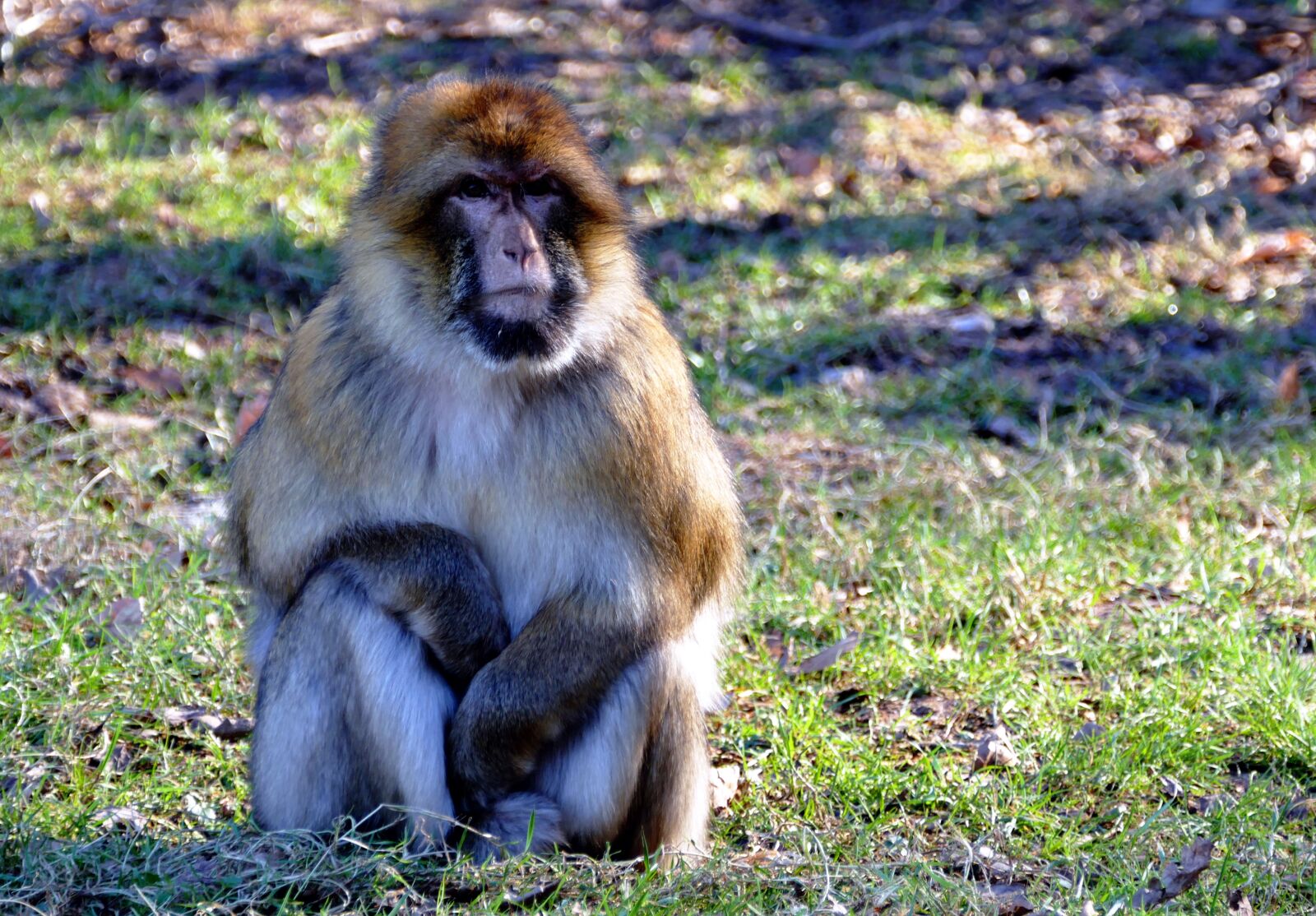 Panasonic Lumix DMC-FZ1000 sample photo. Animal, animal, photography, close photography