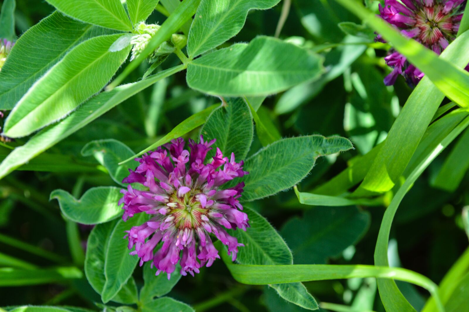 Nikon D3200 sample photo. Clover, flower, meadow photography
