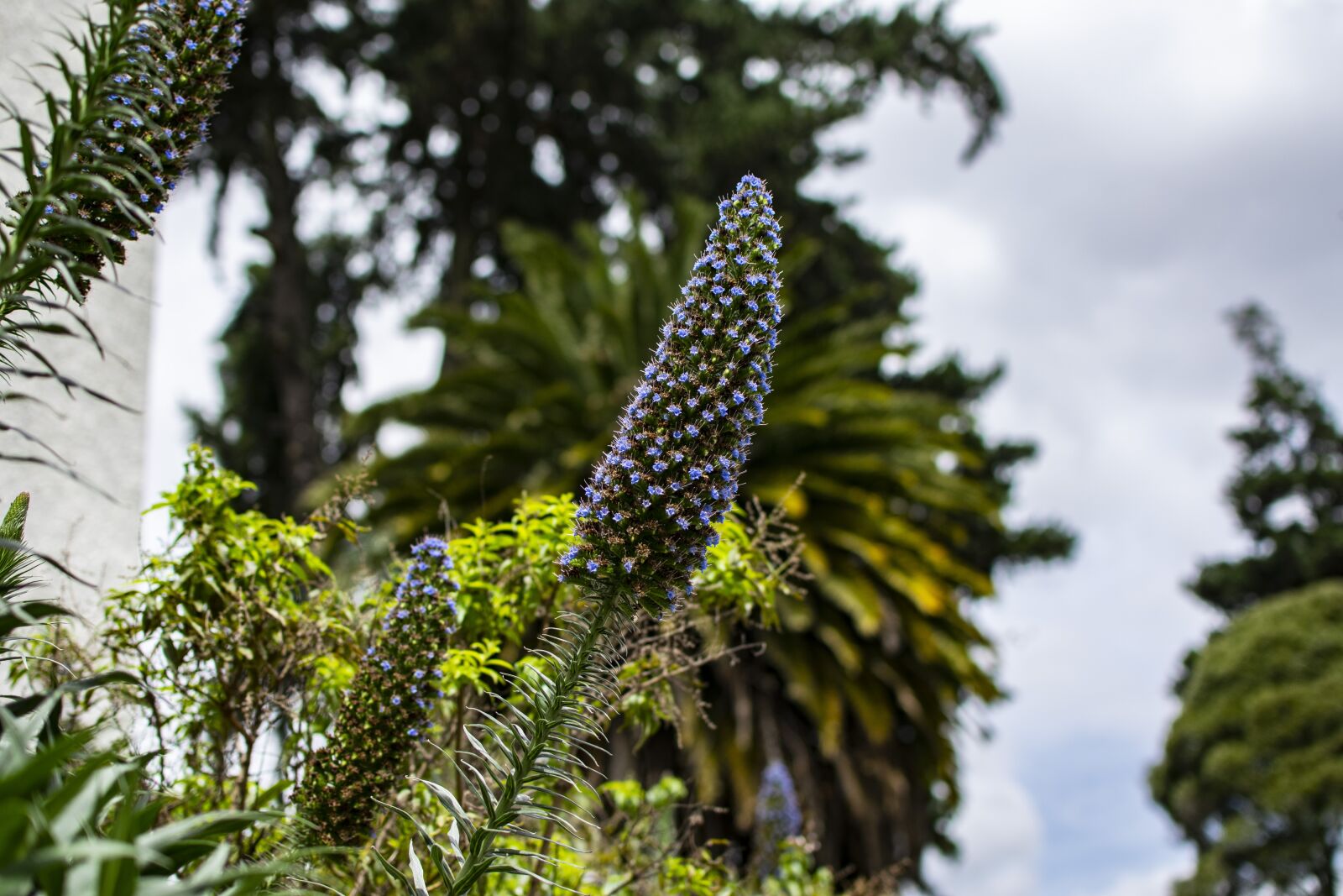Nikon D3300 sample photo. Nature, flowers, plant photography