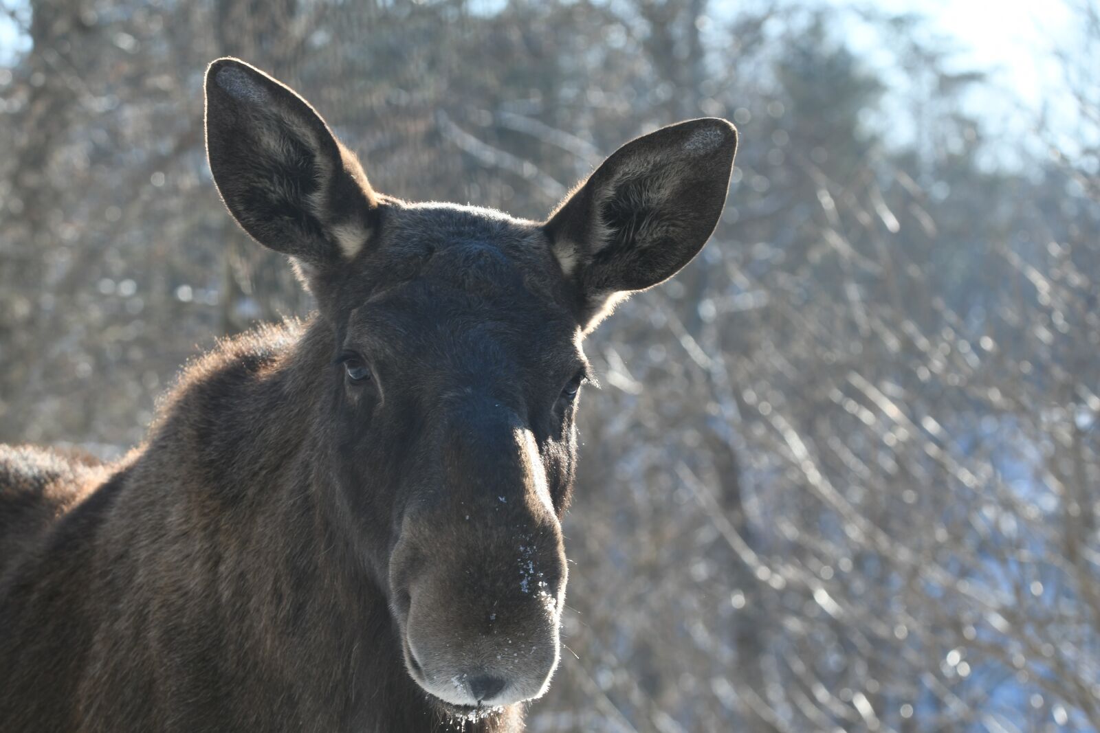 Nikon D7500 sample photo. Nature, animals, animal life photography