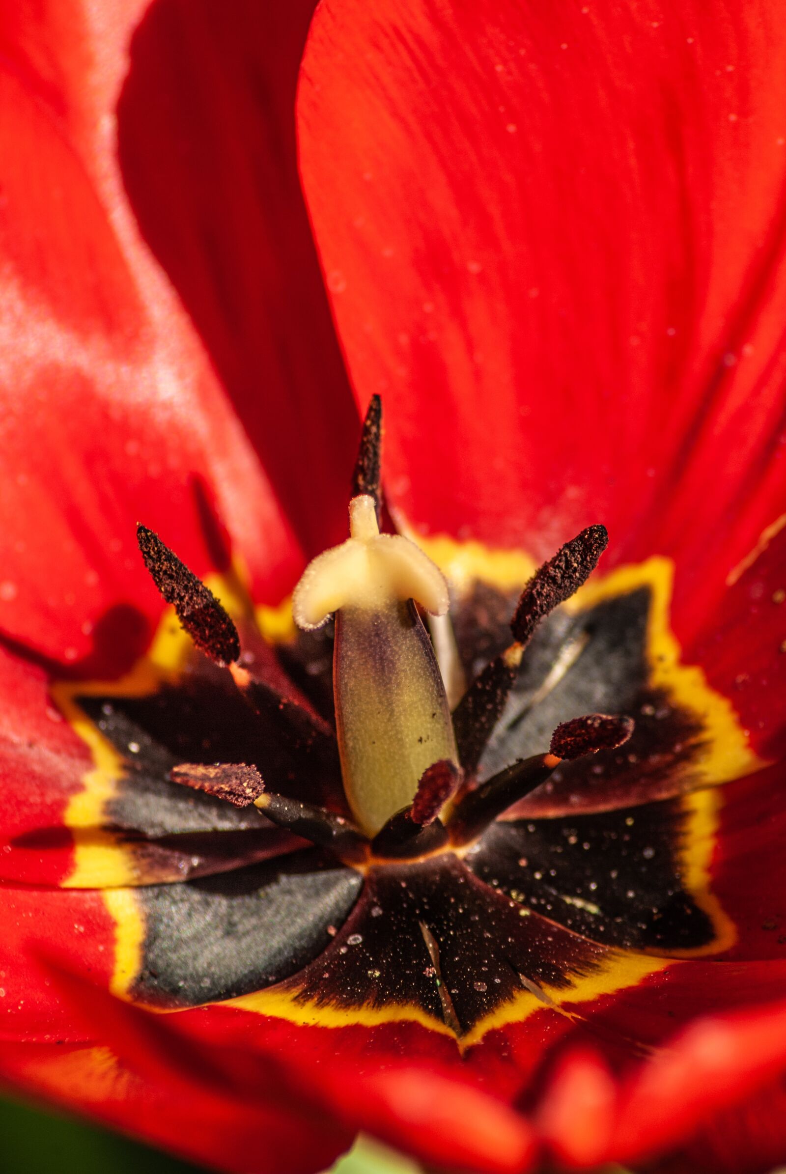 Nikon D60 sample photo. Macro, tulip, tulips photography
