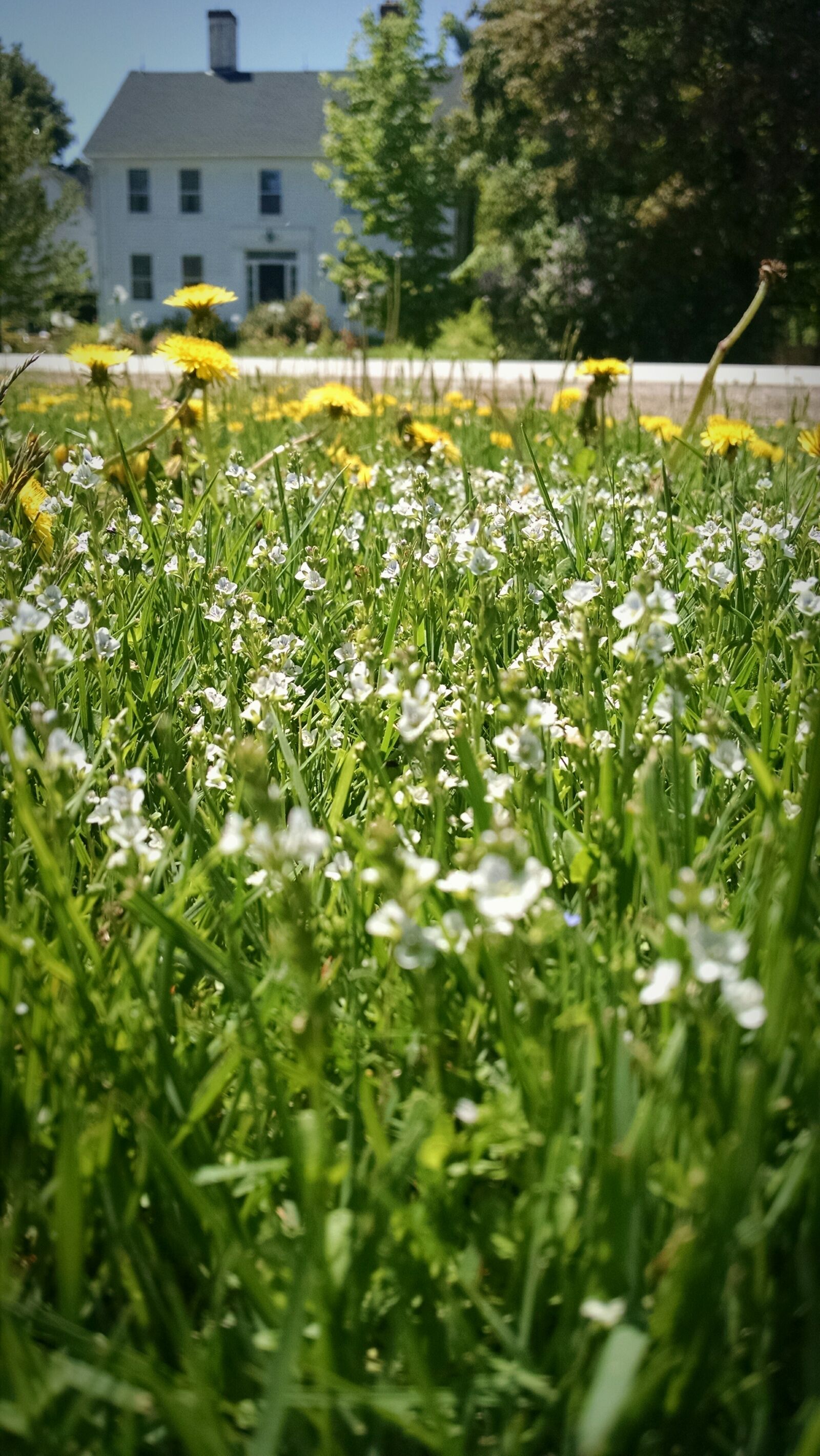 Motorola Moto X (1st Gen) sample photo. Dandelions, flower, grass, nature photography