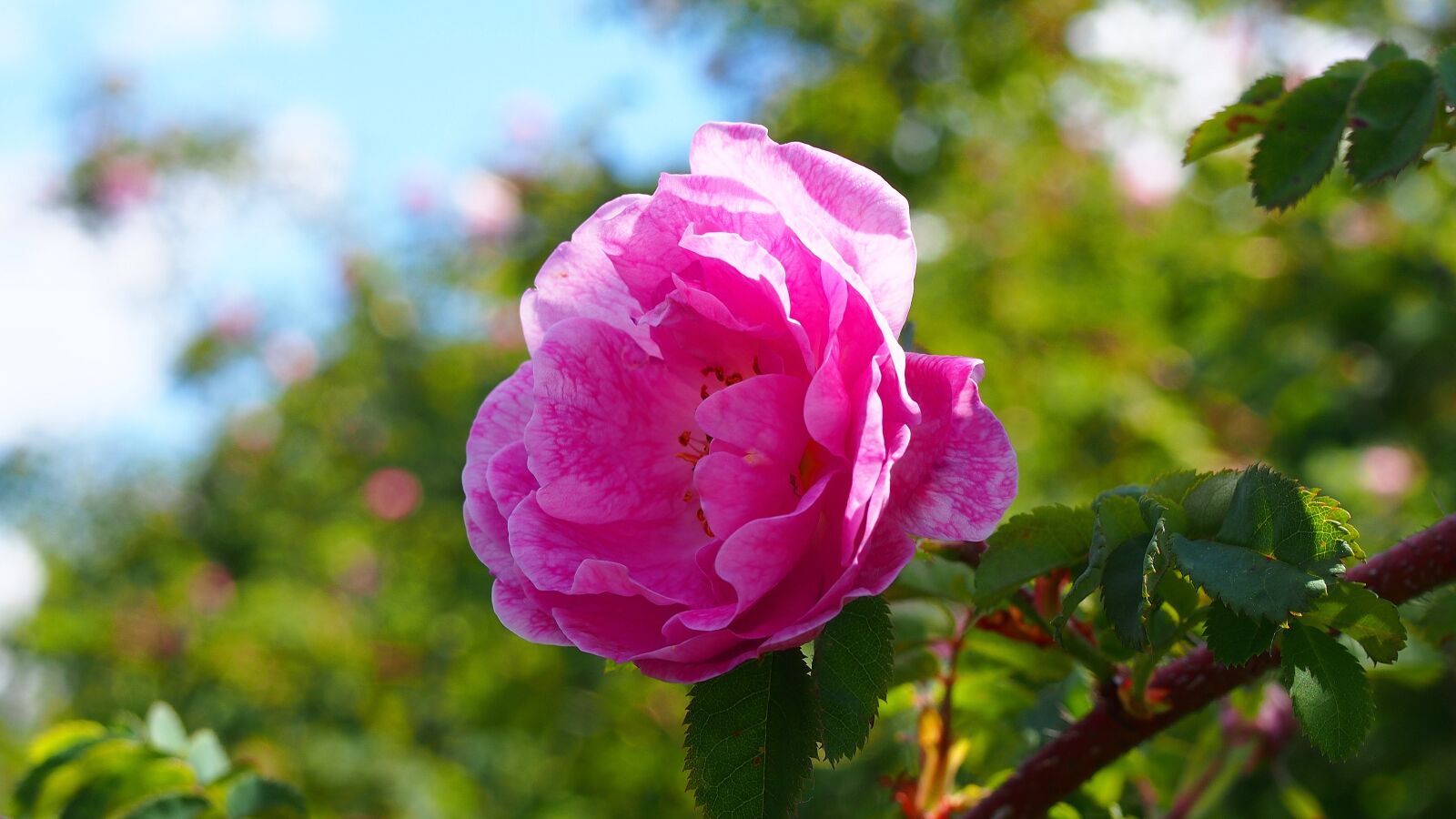 Olympus PEN E-PL6 sample photo. Rose, flower, rose flower photography