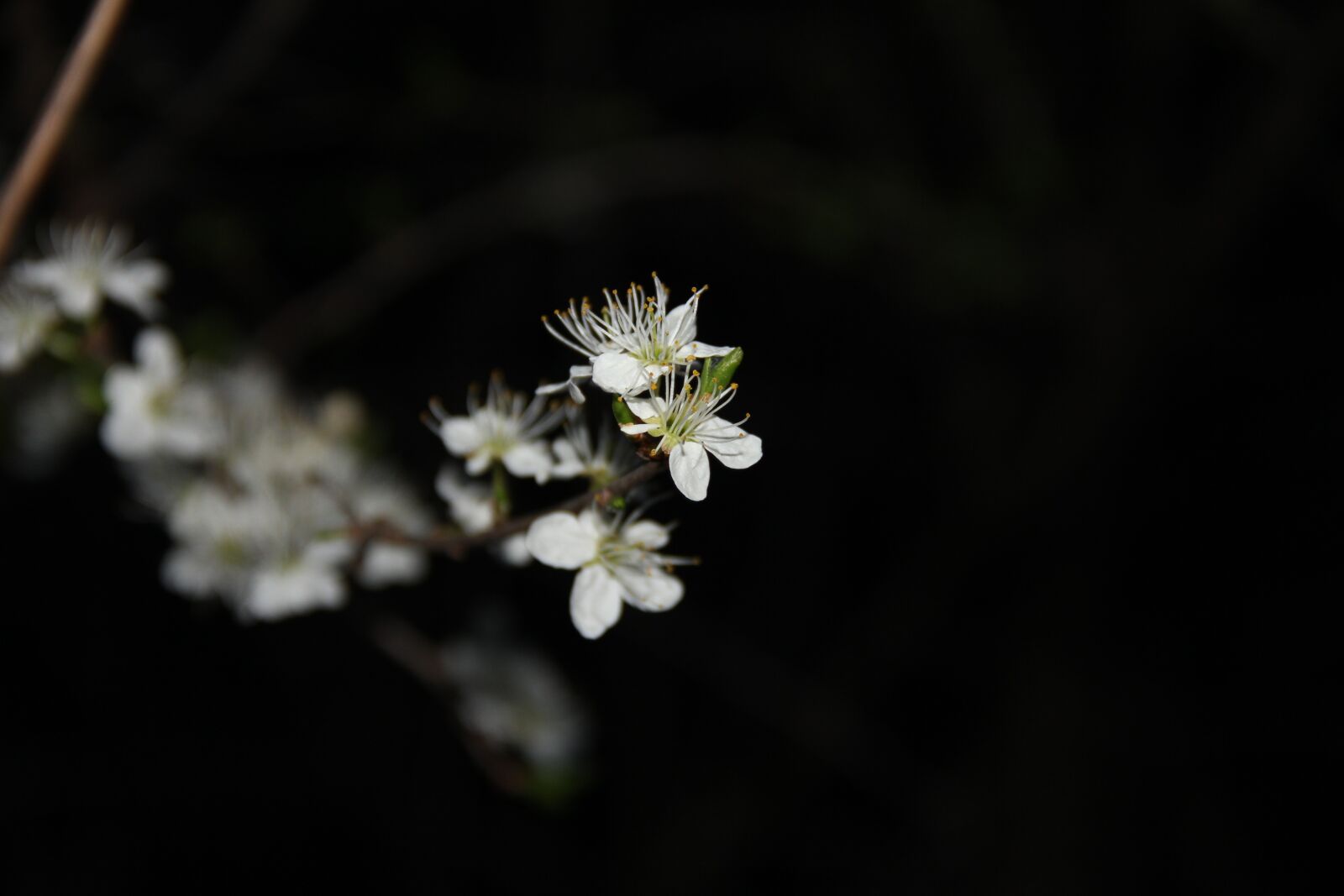Canon EOS 550D (EOS Rebel T2i / EOS Kiss X4) sample photo. Flower, white, spring photography