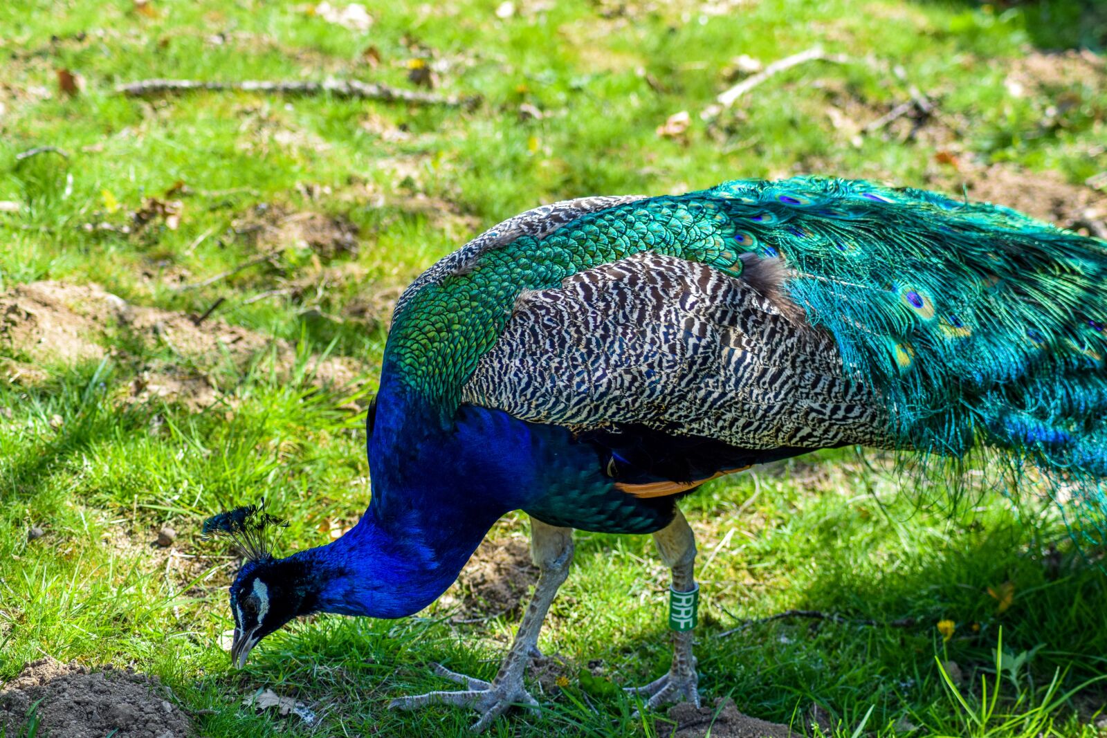 Nikon D5300 sample photo. Zoo, paugres, ardeche photography