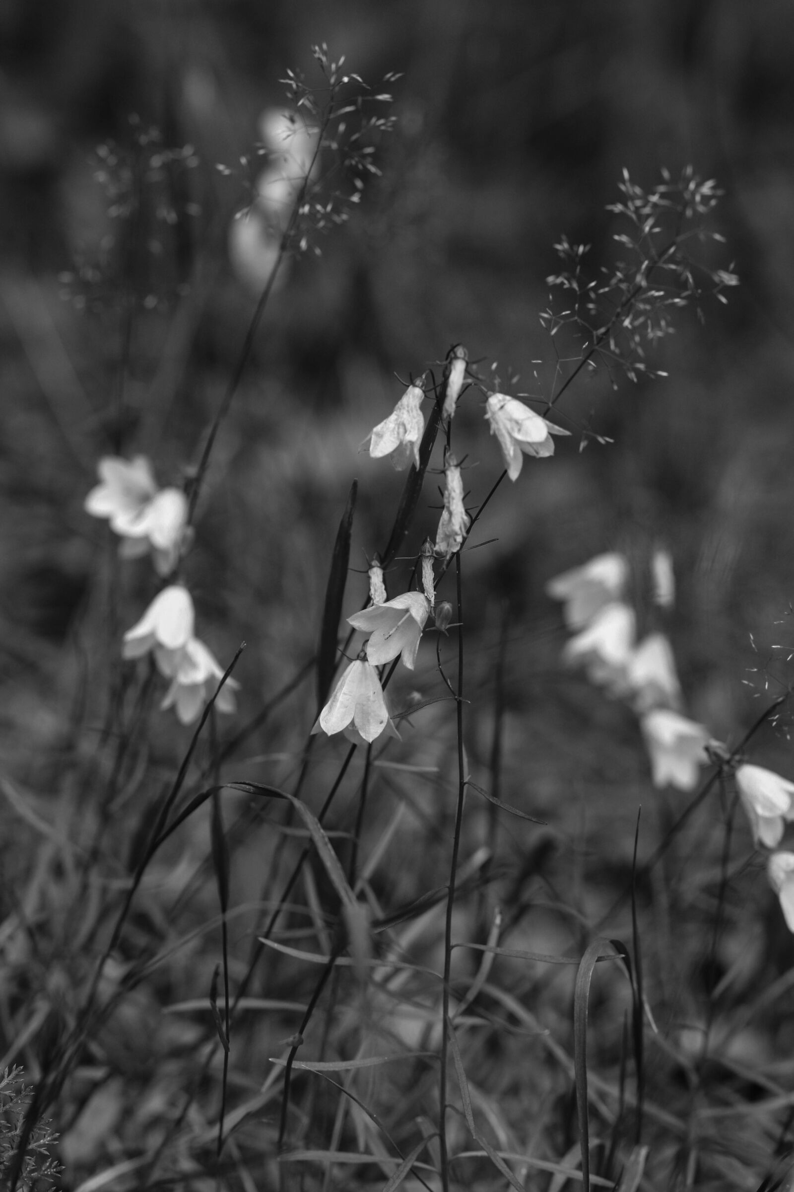 Canon EOS 7D Mark II sample photo. Bluebell, flowers, summer flower photography