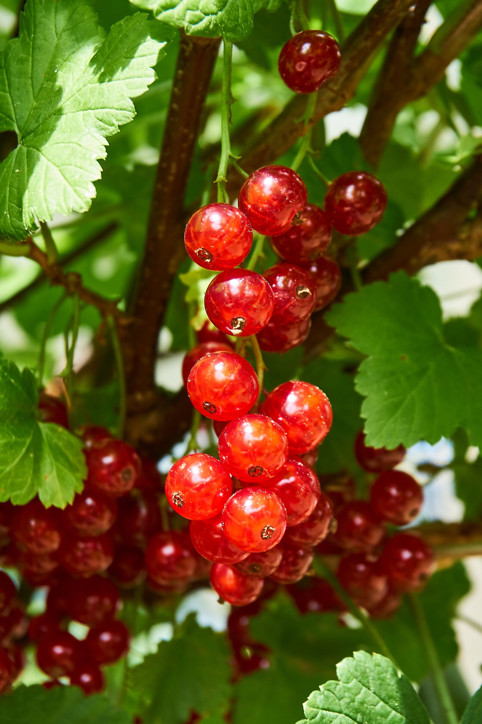 Sony a6000 + Sony E PZ 16-50 mm F3.5-5.6 OSS (SELP1650) sample photo. Currant, berries, ripe photography