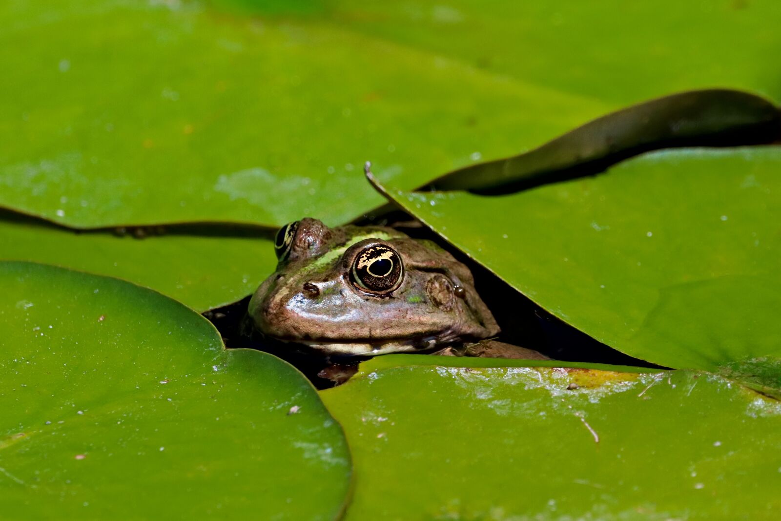 Canon EOS 77D (EOS 9000D / EOS 770D) sample photo. Frog, amphibian, waterlilies photography