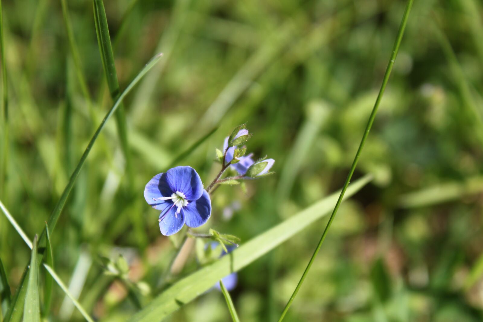 Canon EOS 500D (EOS Rebel T1i / EOS Kiss X3) sample photo. Flower, wildlife, nature photography