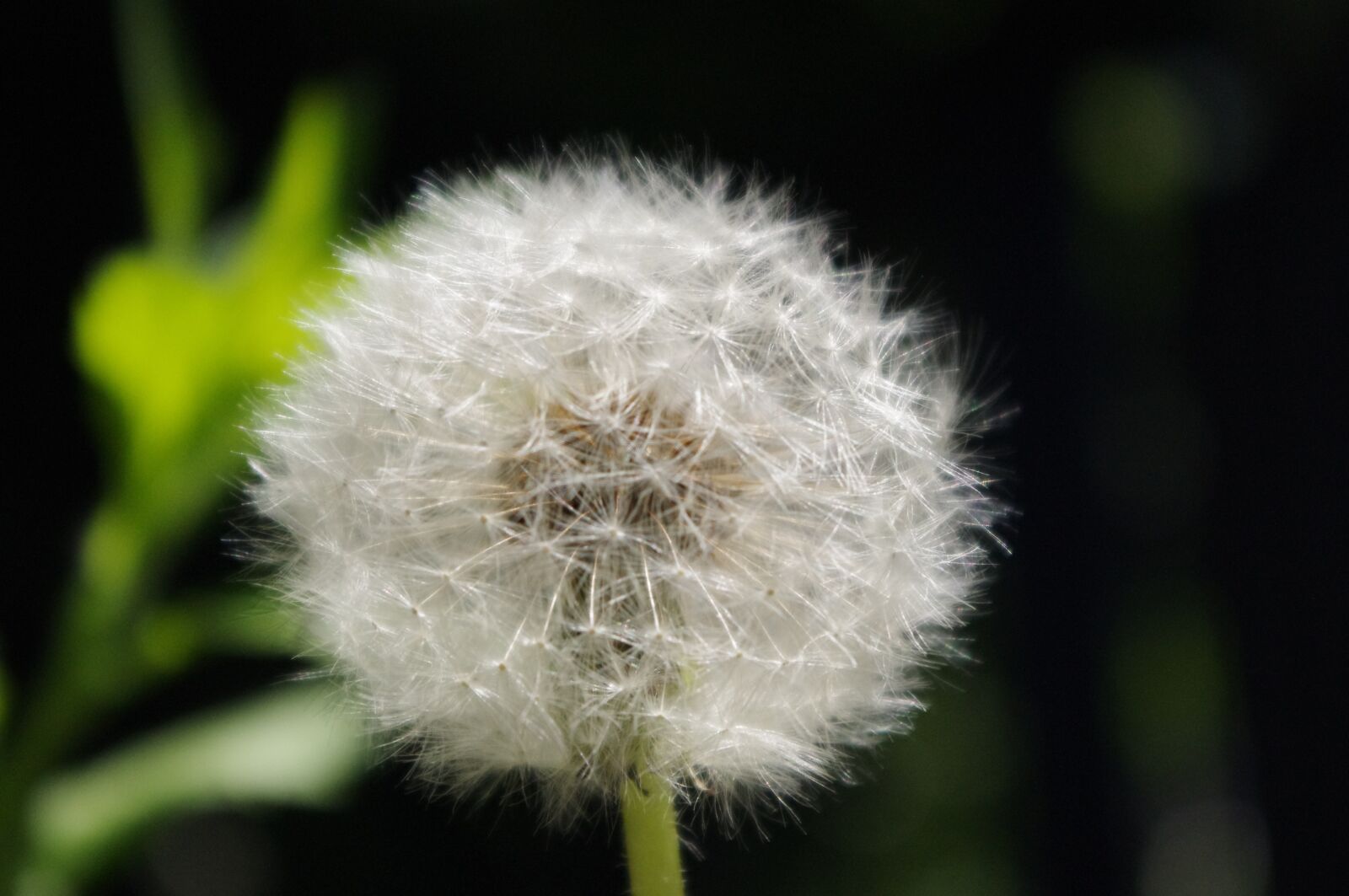 Pentax K-r sample photo. Dandelion, fluff, spring photography