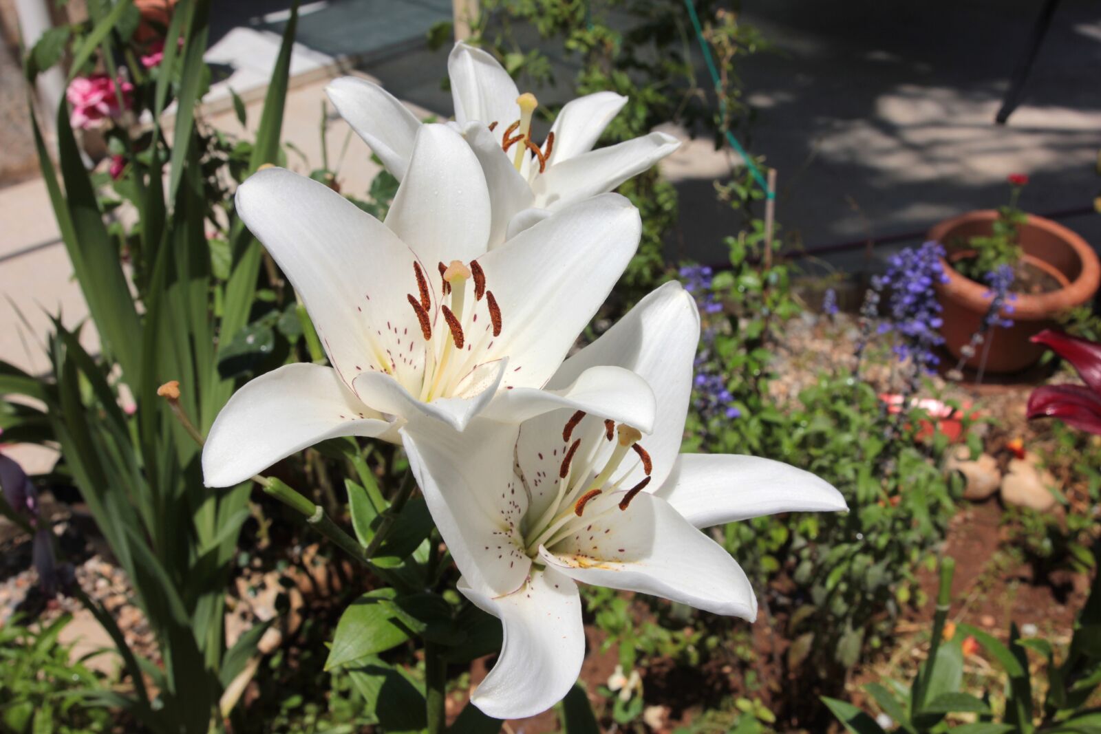 Canon EF 24-70mm F2.8L II USM sample photo. Lilies, lily, flower photography