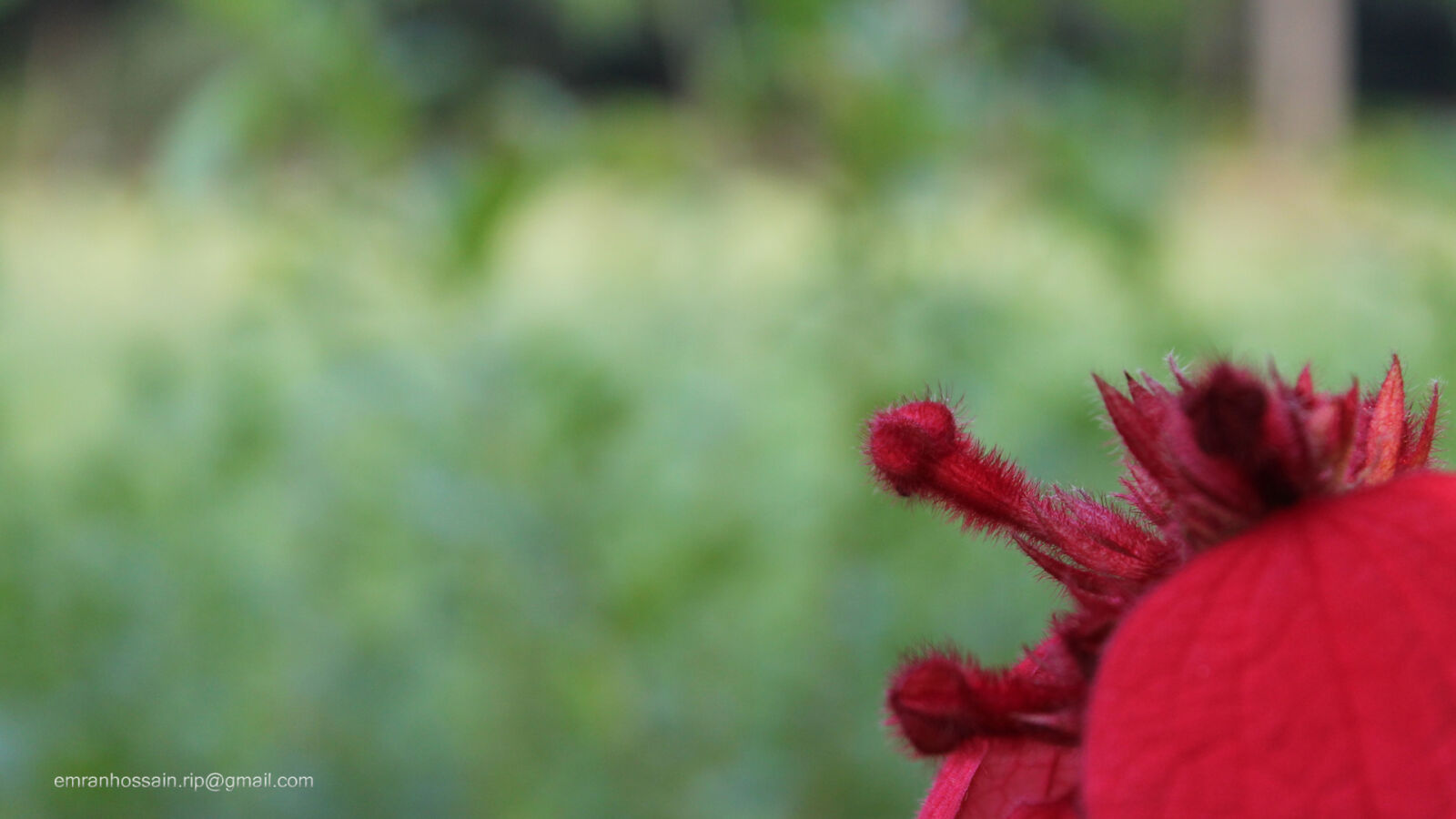 Canon EOS 1100D (EOS Rebel T3 / EOS Kiss X50) sample photo. Nature, nice, wallpaper photography