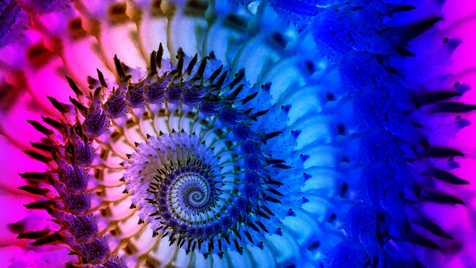 Xiaomi MI3 sample photo. Nature, color, flower photography