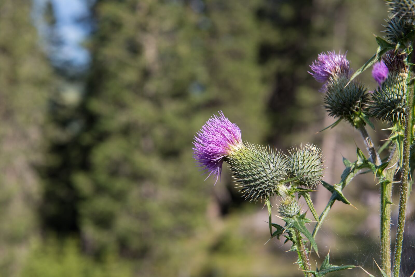 Nikon D750 sample photo. Thistle, blossom, bloom photography