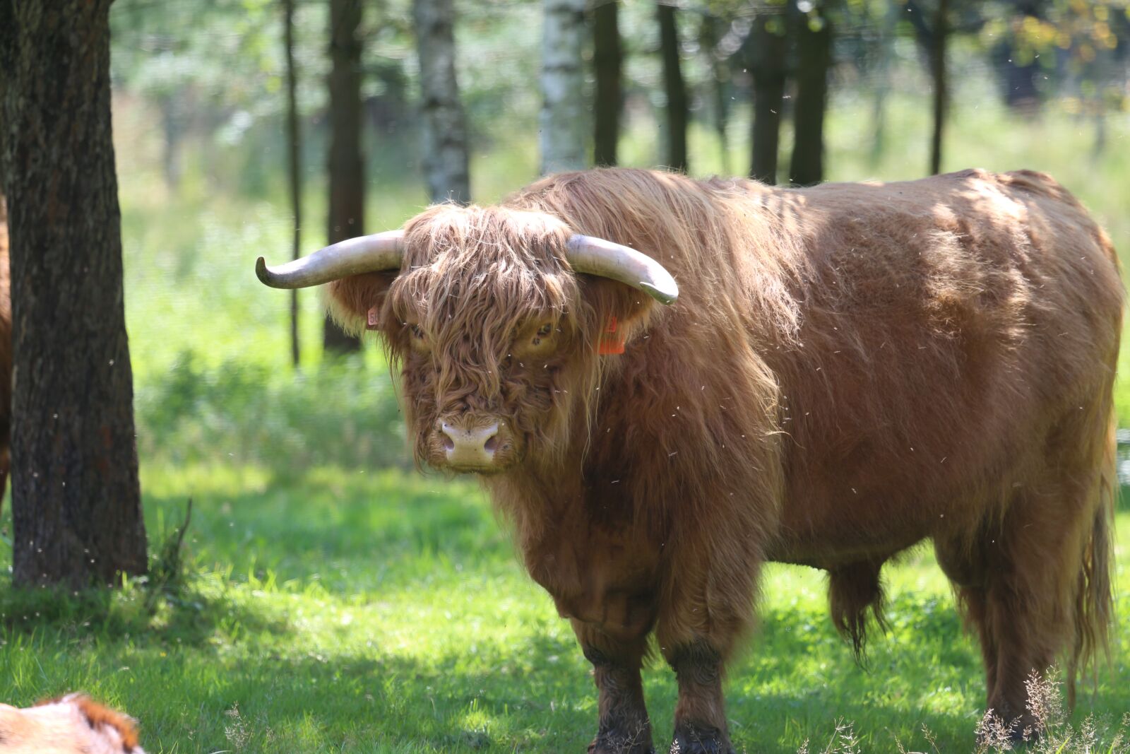 Canon EF 100-400mm F4.5-5.6L IS USM sample photo. Beef, cow, agriculture photography