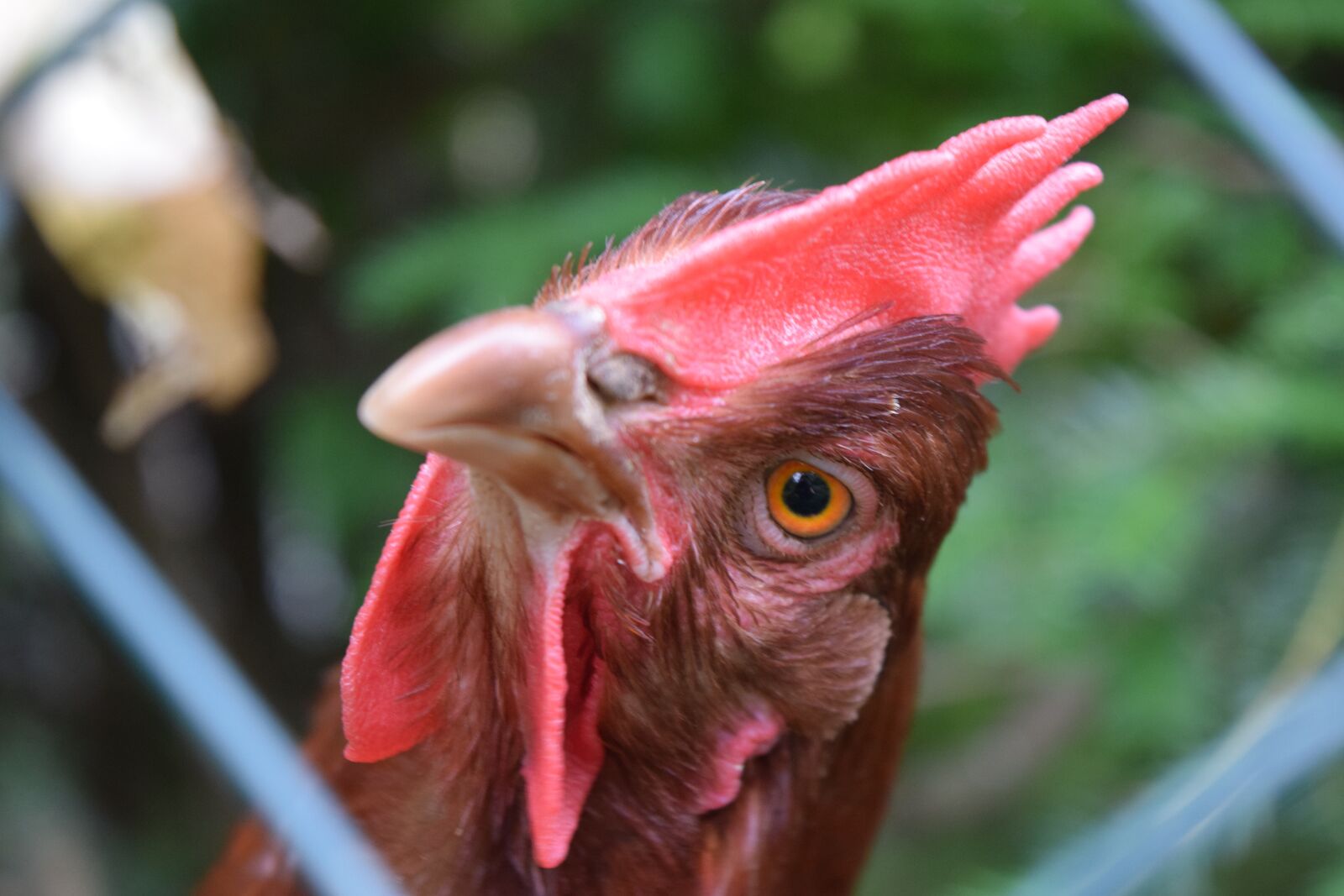 Nikon D3300 sample photo. Chicken, hen, animal portrait photography