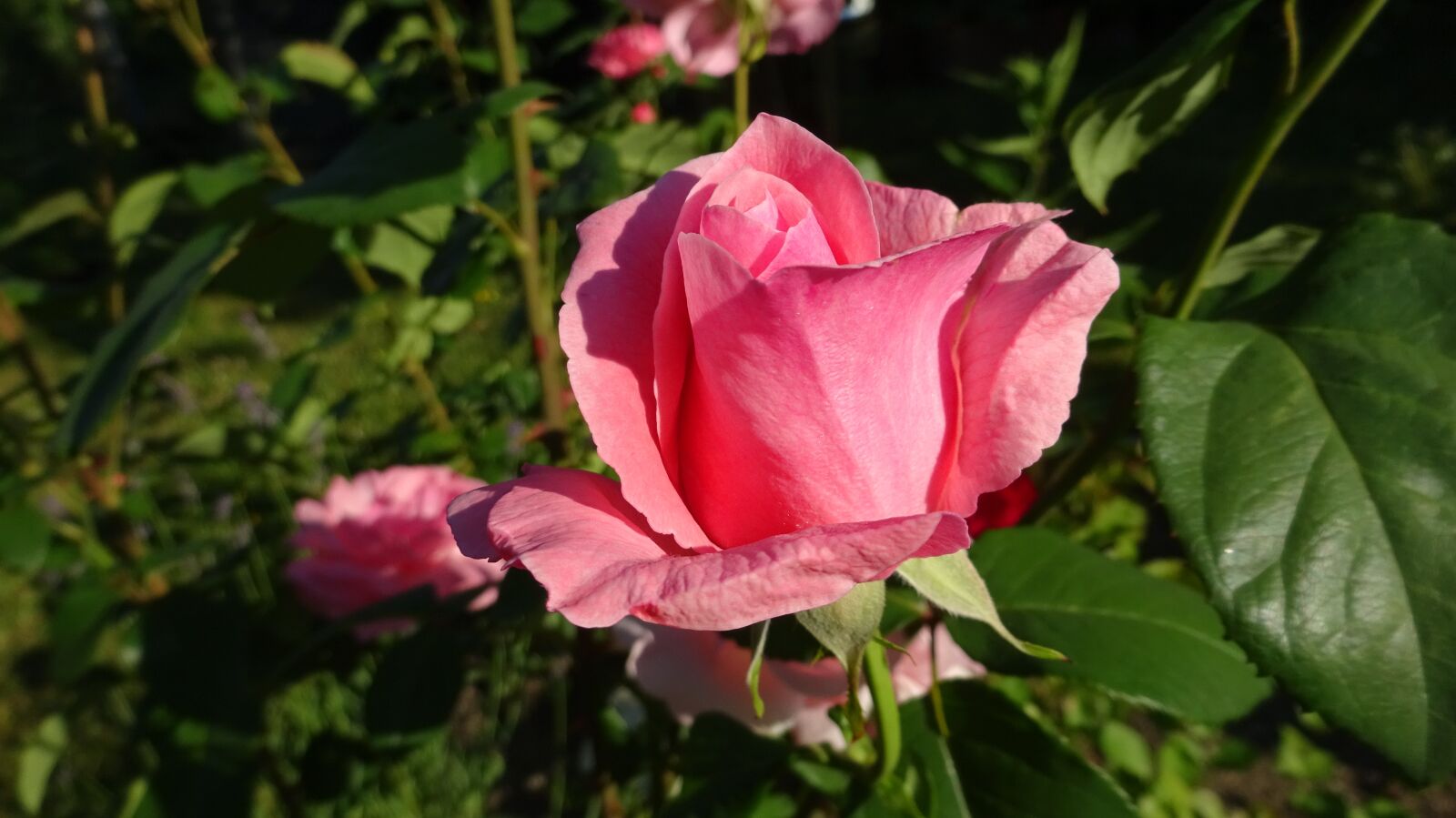 Sony Cyber-shot DSC-WX350 sample photo. Rose, pink, pink rose photography