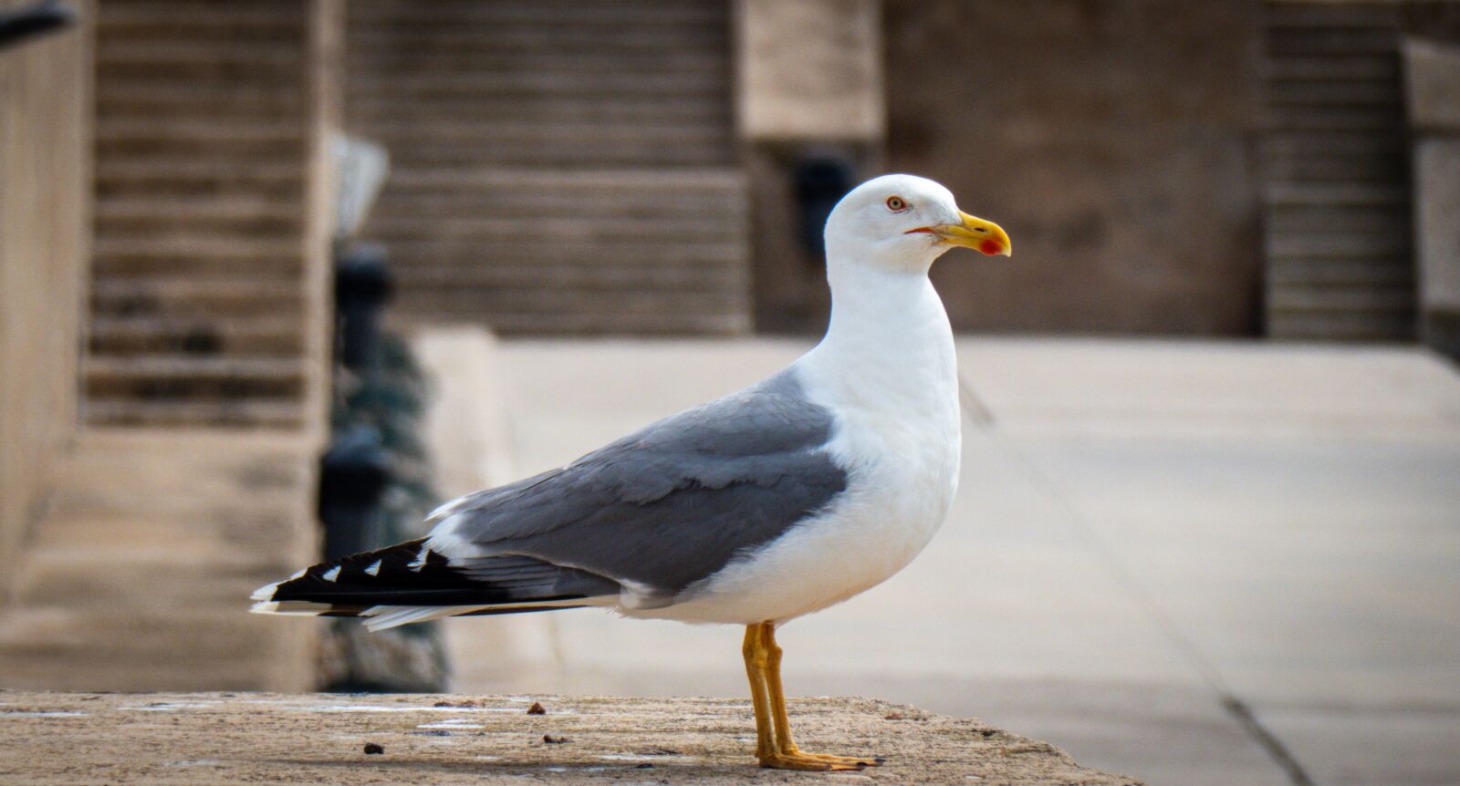 Panasonic Lumix DC-ZS70 (Lumix DC-TZ90) sample photo. Seagull, animal, ave photography