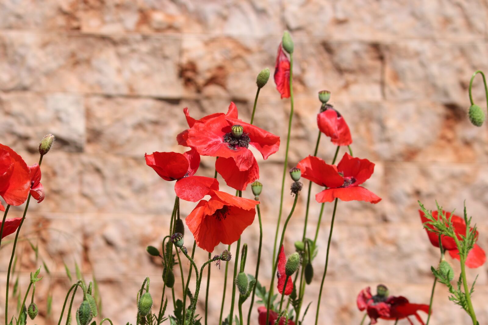 Canon EOS 200D (EOS Rebel SL2 / EOS Kiss X9) sample photo. Poppies, poppy flower, klatschmohn photography