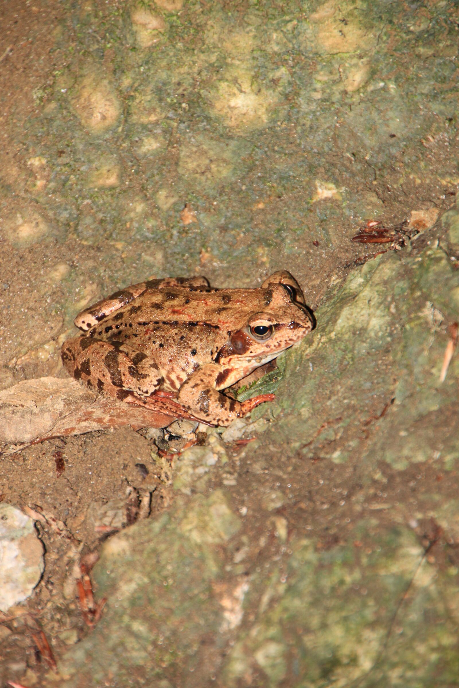 Canon EOS 500D (EOS Rebel T1i / EOS Kiss X3) sample photo. Amphibians, common, european photography