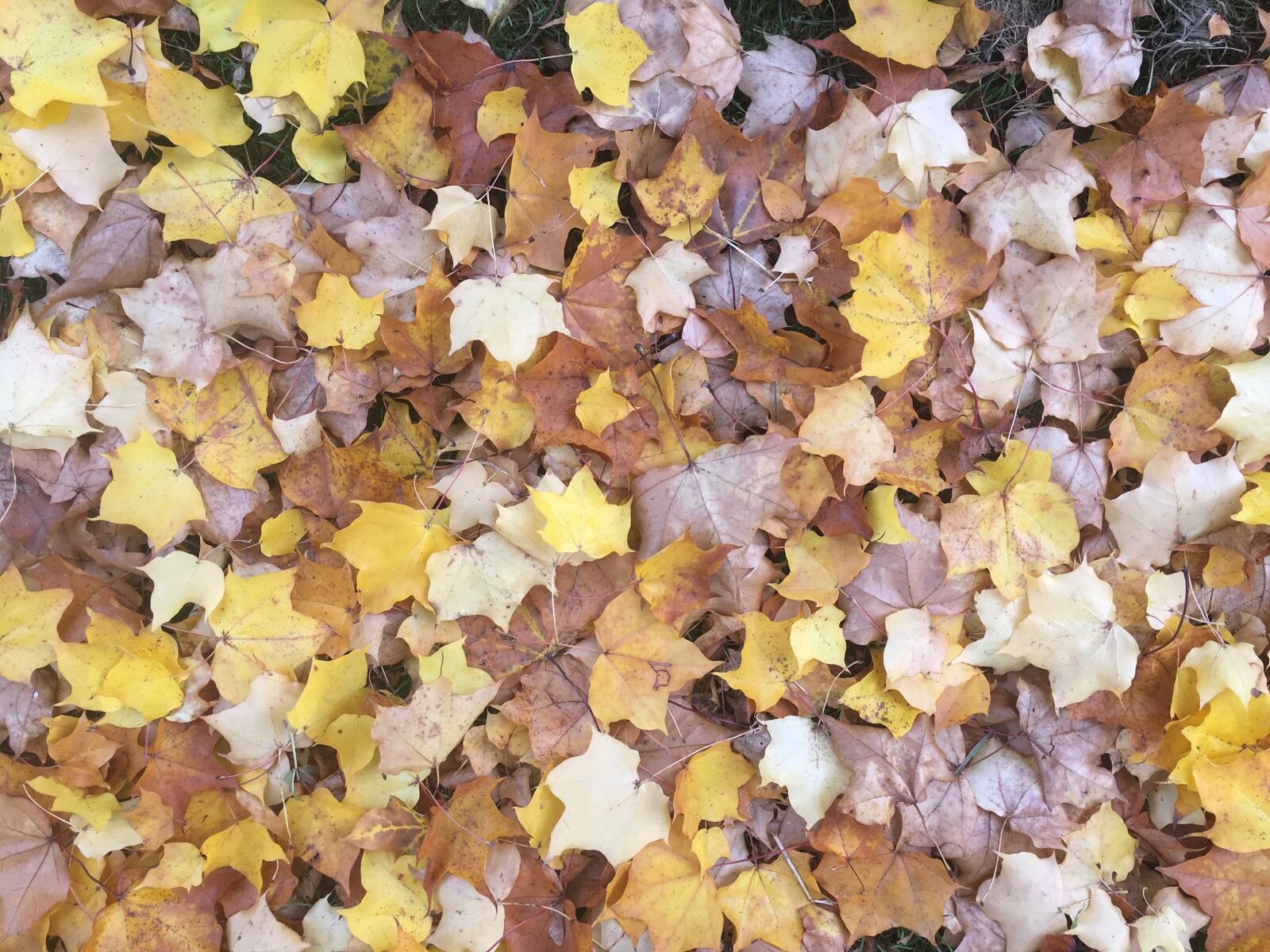 Apple iPhone 6s sample photo. Autumn leaves, season, autumn photography