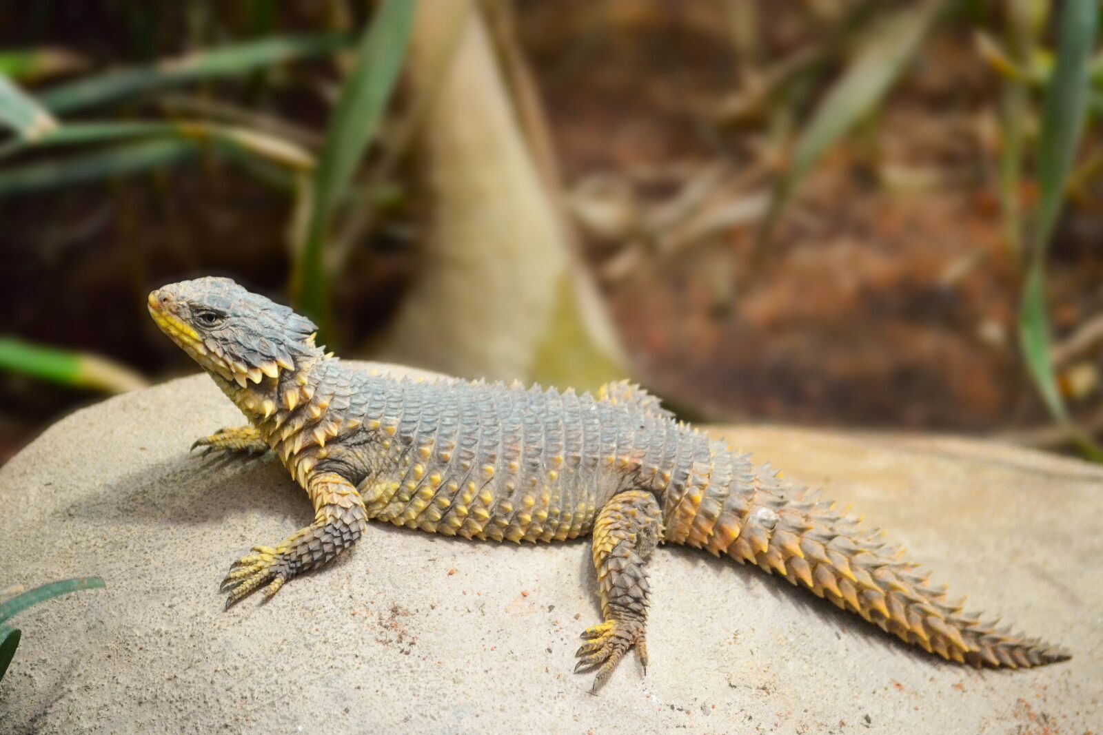 Nikon D3100 sample photo. Sungazer lizard, lizard, reptile photography