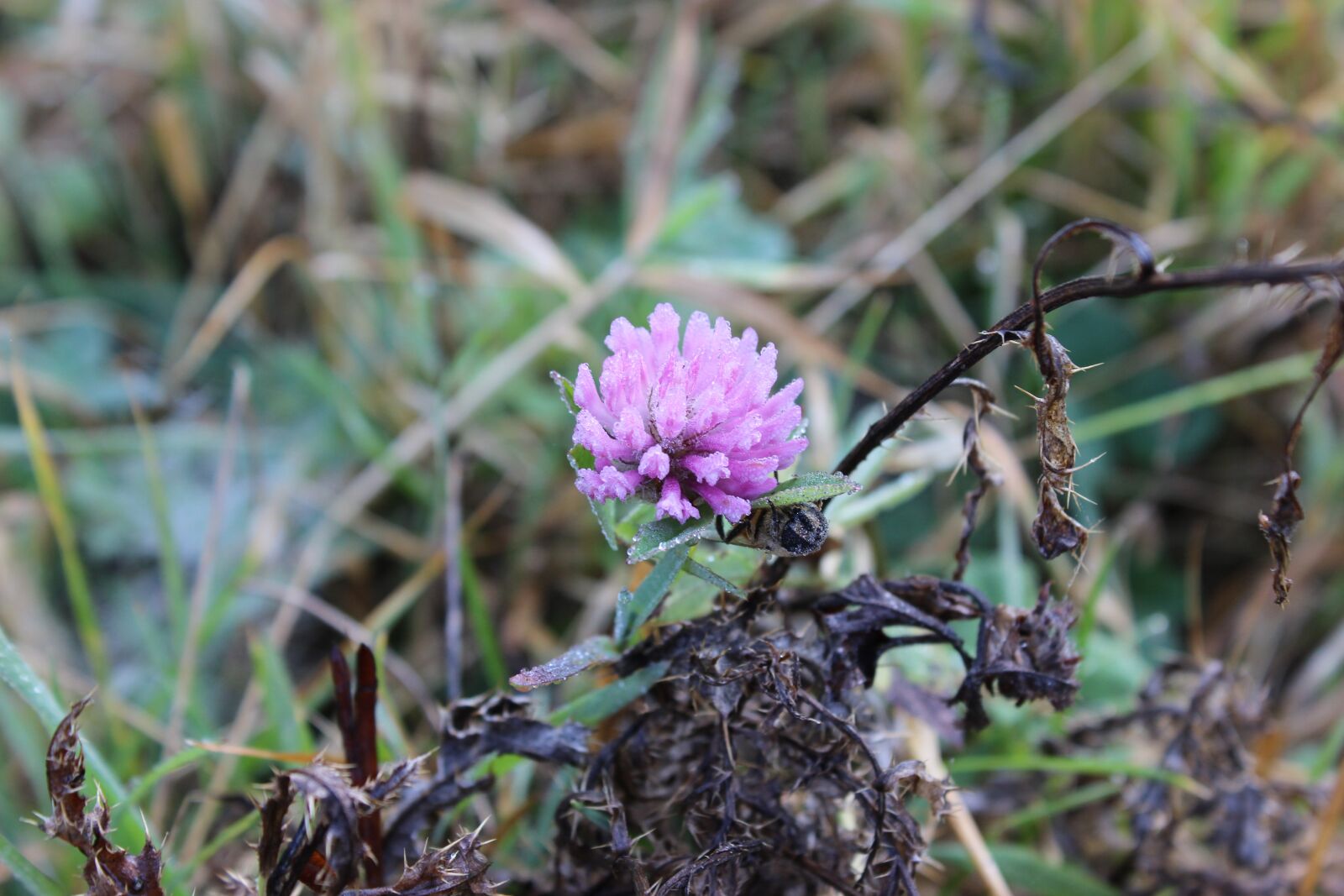 Canon EOS 600D (Rebel EOS T3i / EOS Kiss X5) sample photo. Clover, nature, wild flower photography