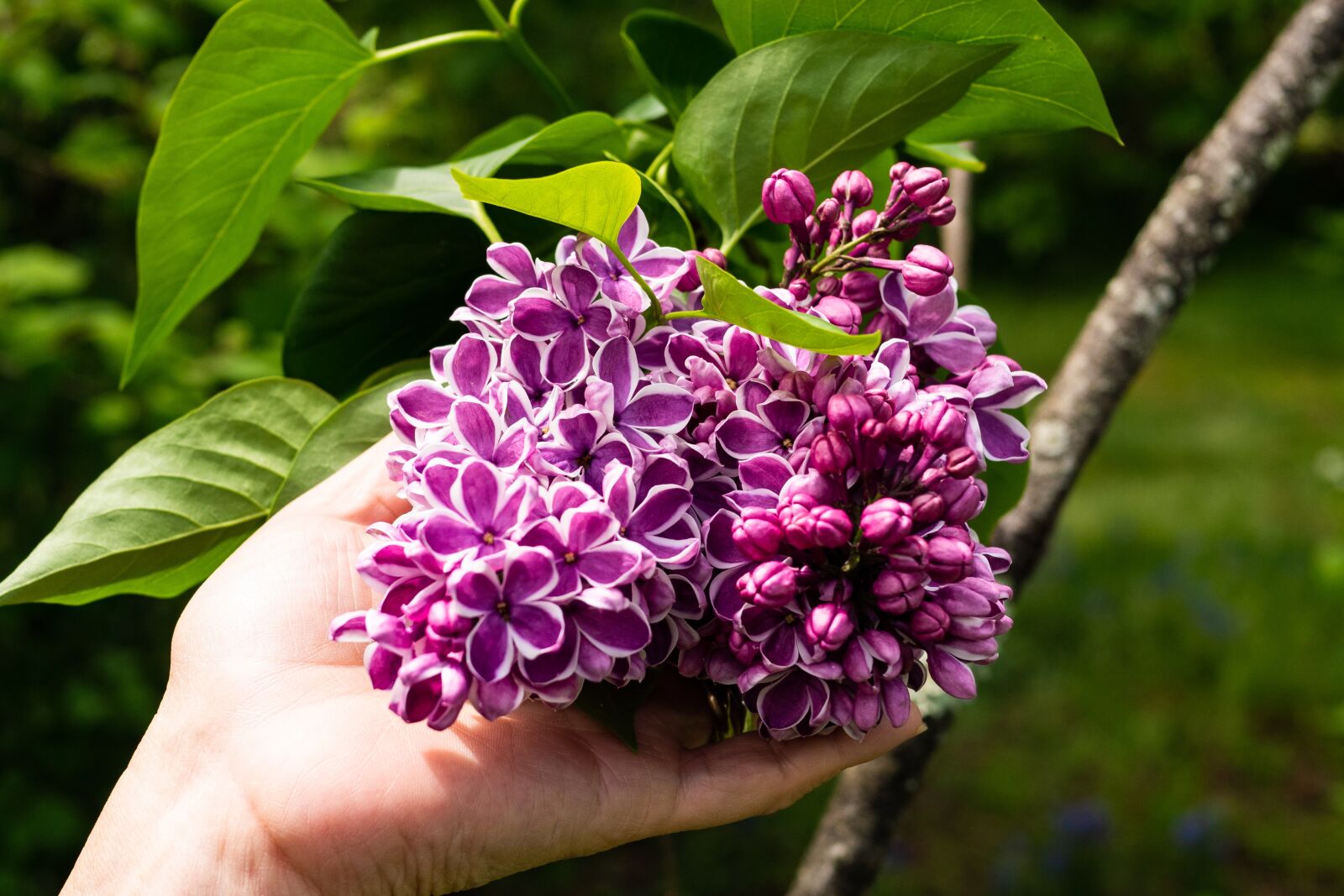Panasonic Leica DG Summilux 25mm F1.4 II ASPH sample photo. Lilac, rare color combination photography
