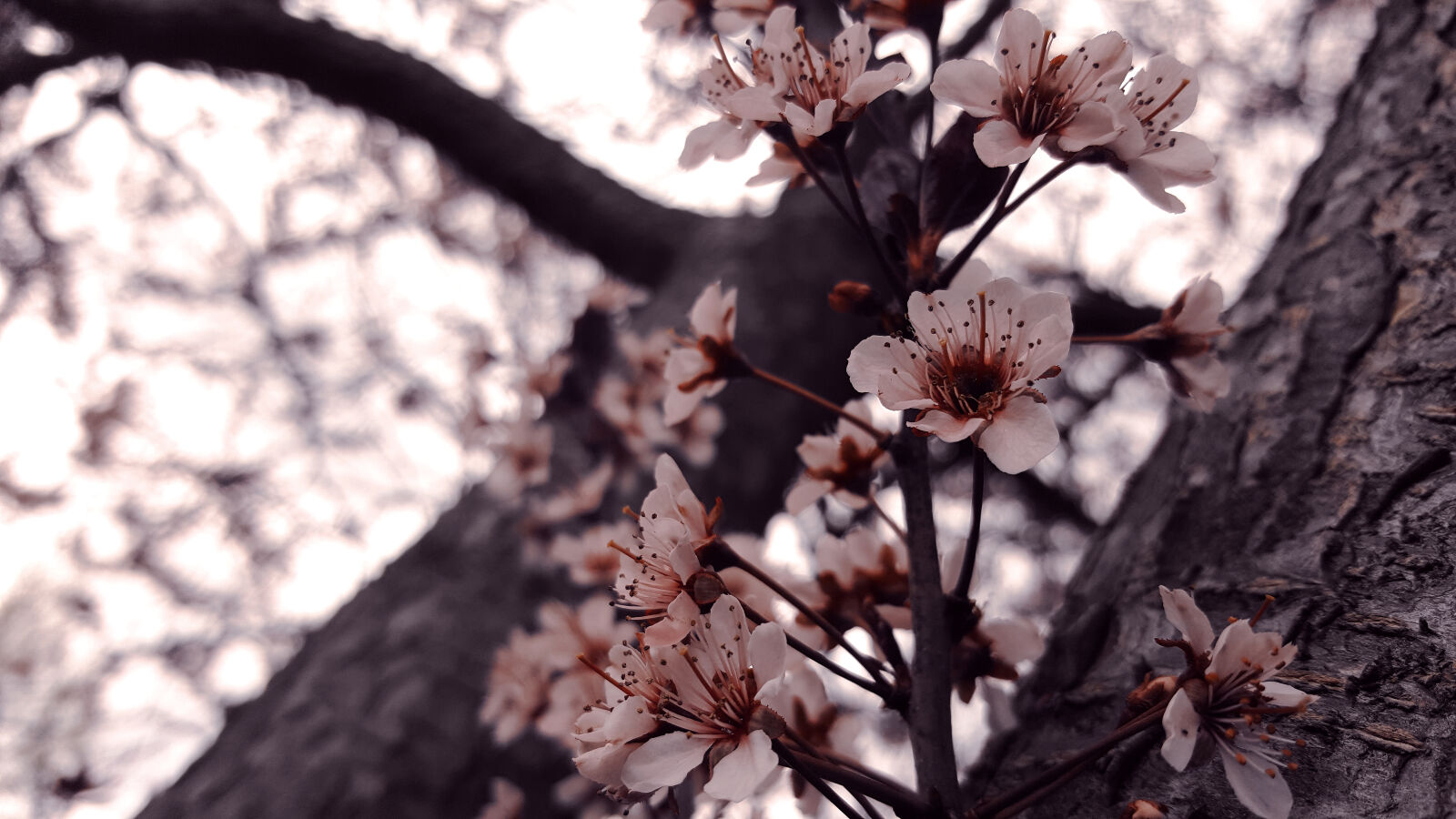 Samsung Galaxy Note5 sample photo. Nature, flowers, trees, petals photography