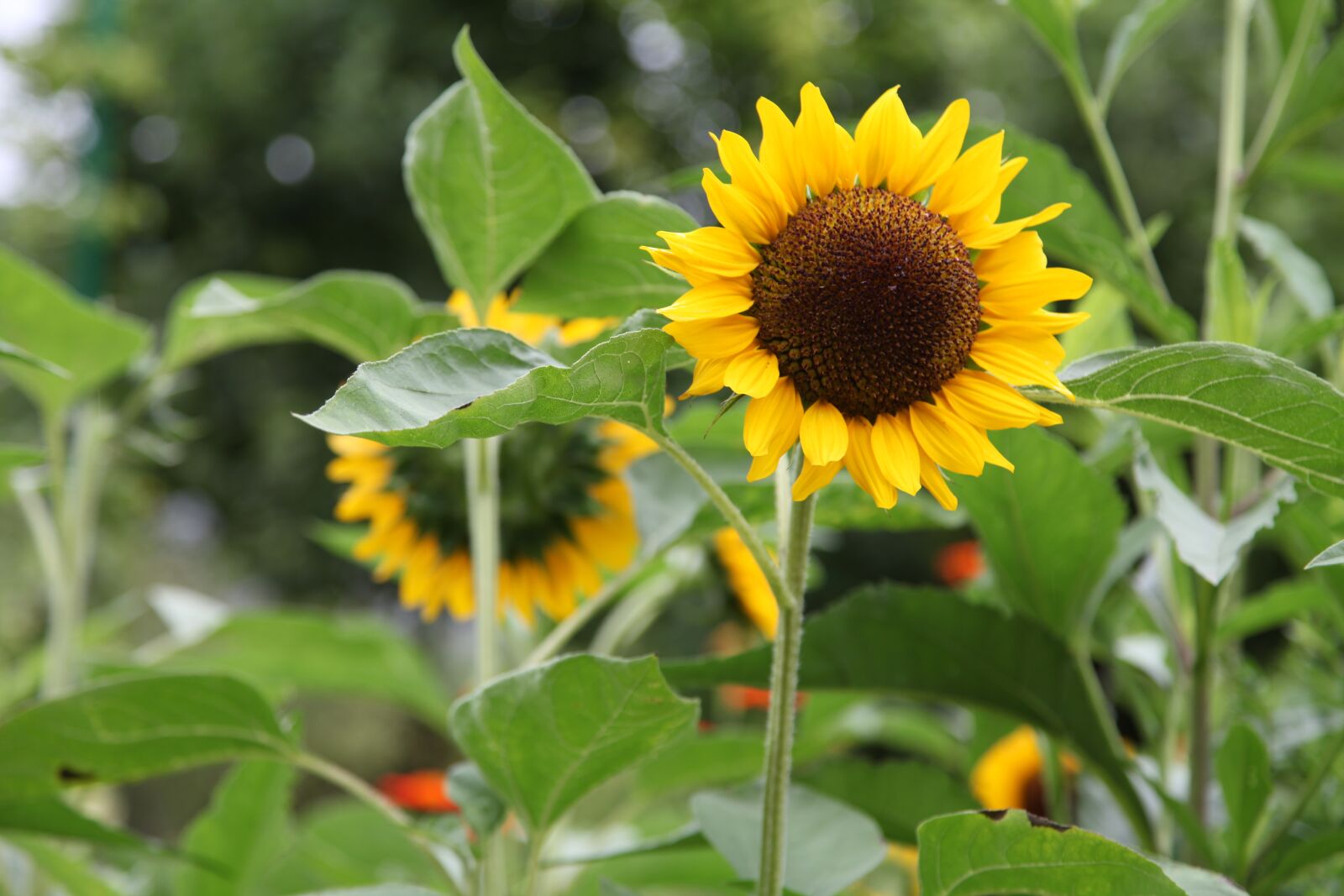 Canon EOS 5D Mark II sample photo. Sunflower, nature, public record photography