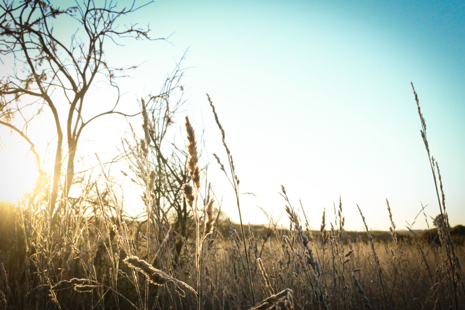Canon EOS 100D (EOS Rebel SL1 / EOS Kiss X7) sample photo. Grass, morning, new, zealand photography