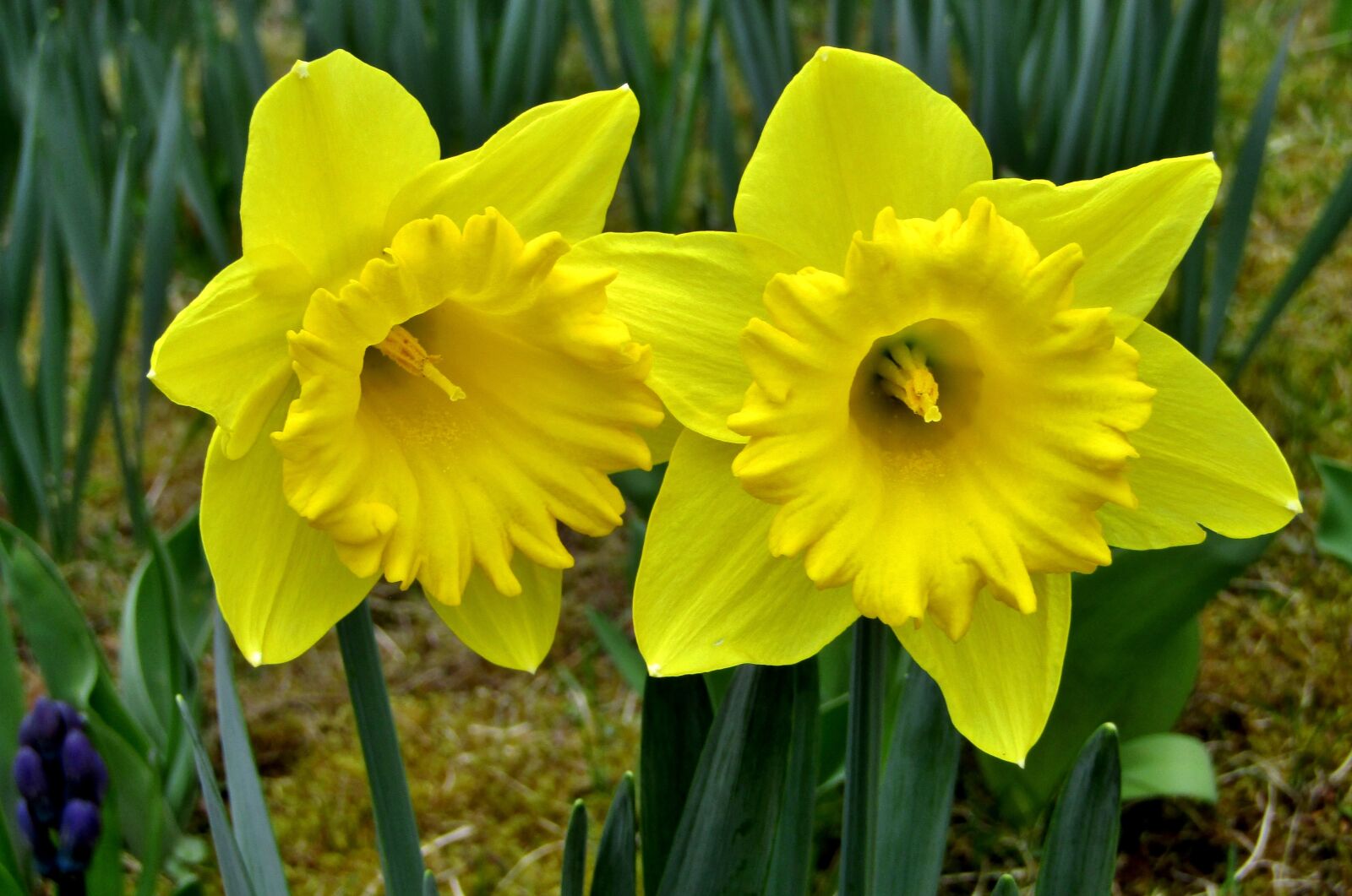 Canon POWERSHOT SX432 IS sample photo. Osterglocken, daffodils, yellow photography