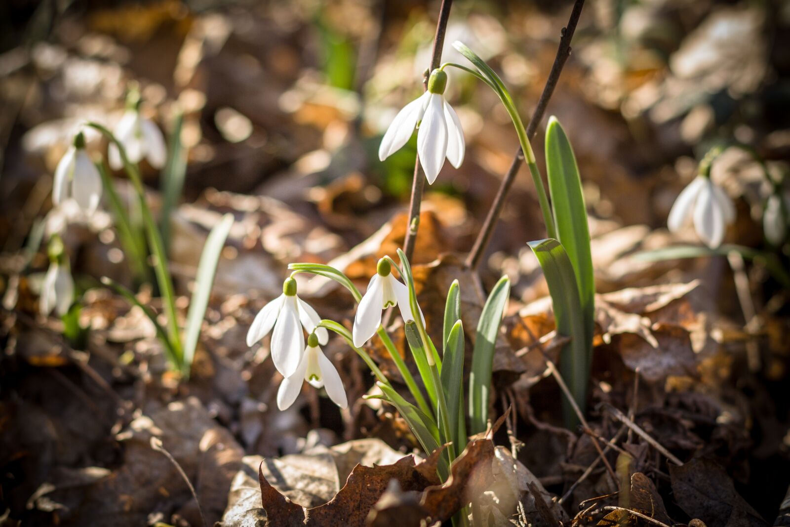 Canon EOS 50D + Canon EF 50mm F1.4 USM sample photo. Snowdrop, spring, bloom photography