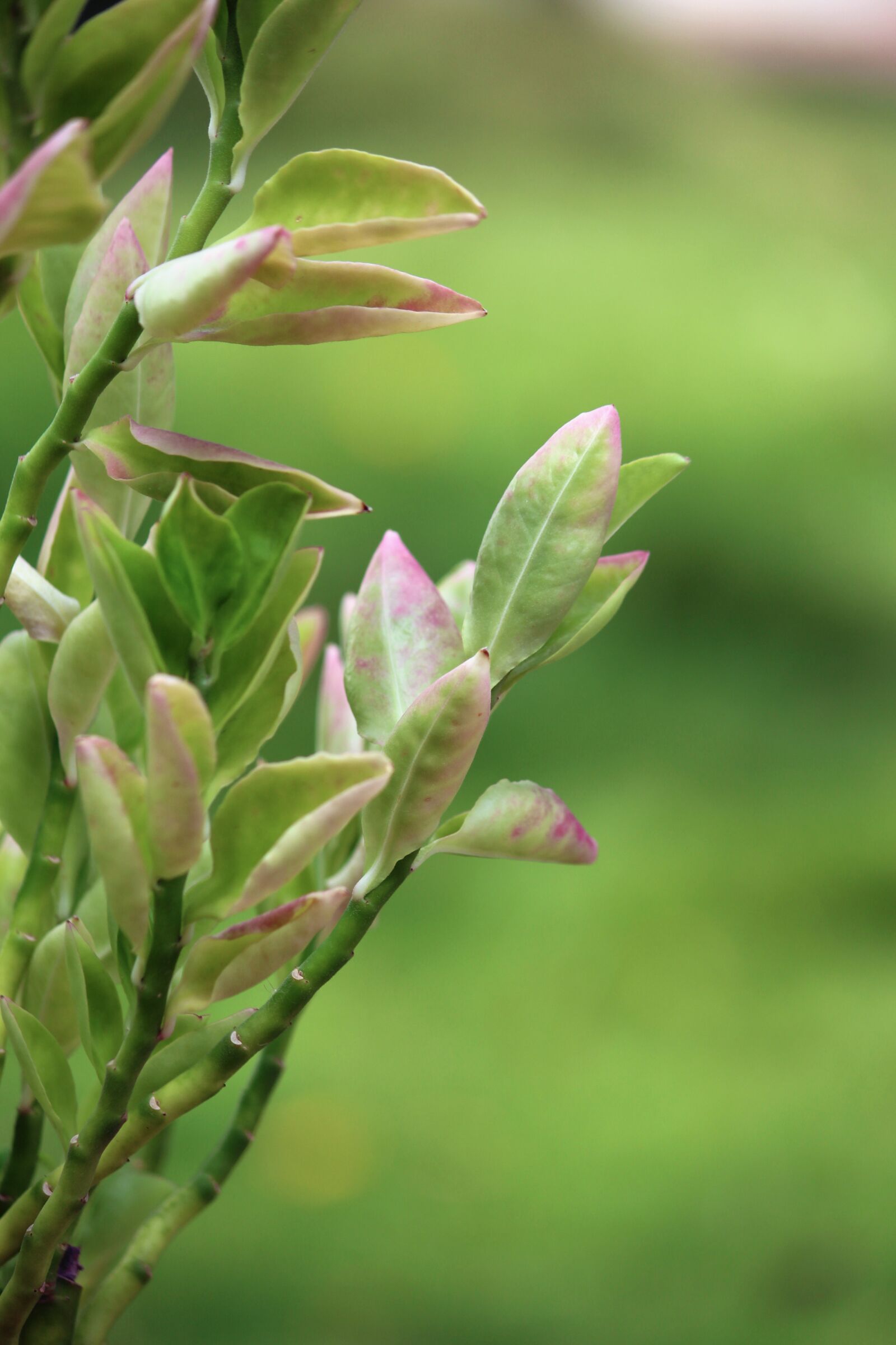Canon EOS 700D (EOS Rebel T5i / EOS Kiss X7i) sample photo. Leafs, colourful, beautiful photography