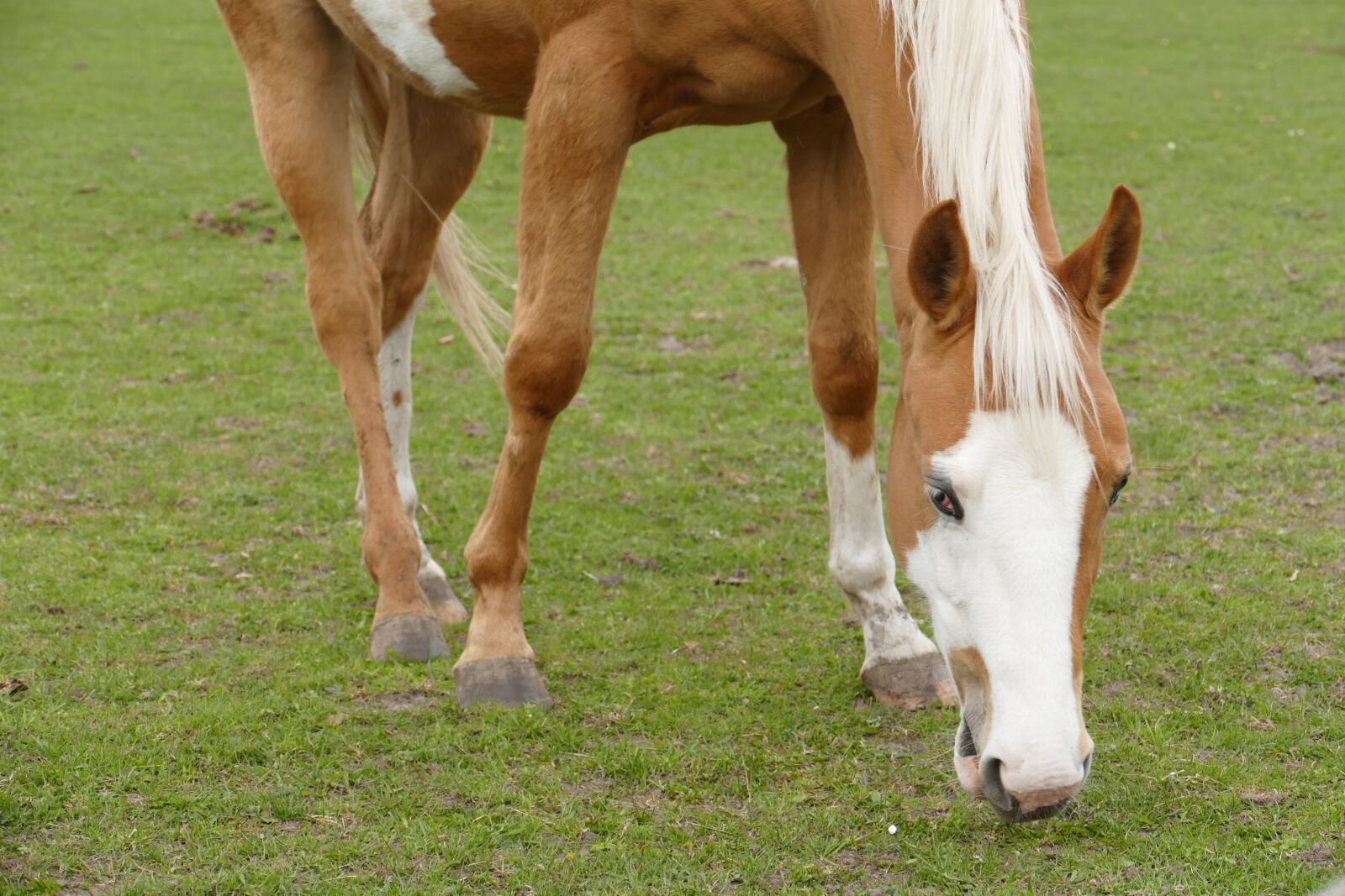Panasonic Lumix DMC-FZ1000 sample photo. Horse, coupling, graze photography