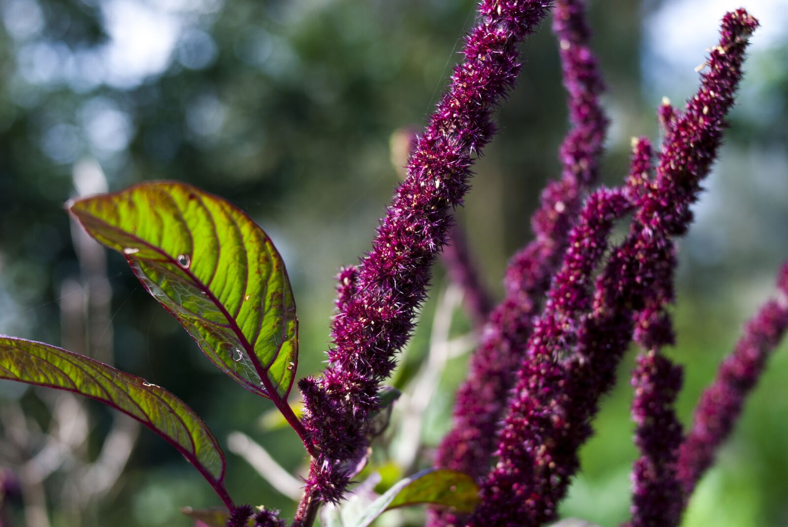 Nikon D60 sample photo. Nature, plant, leaf photography