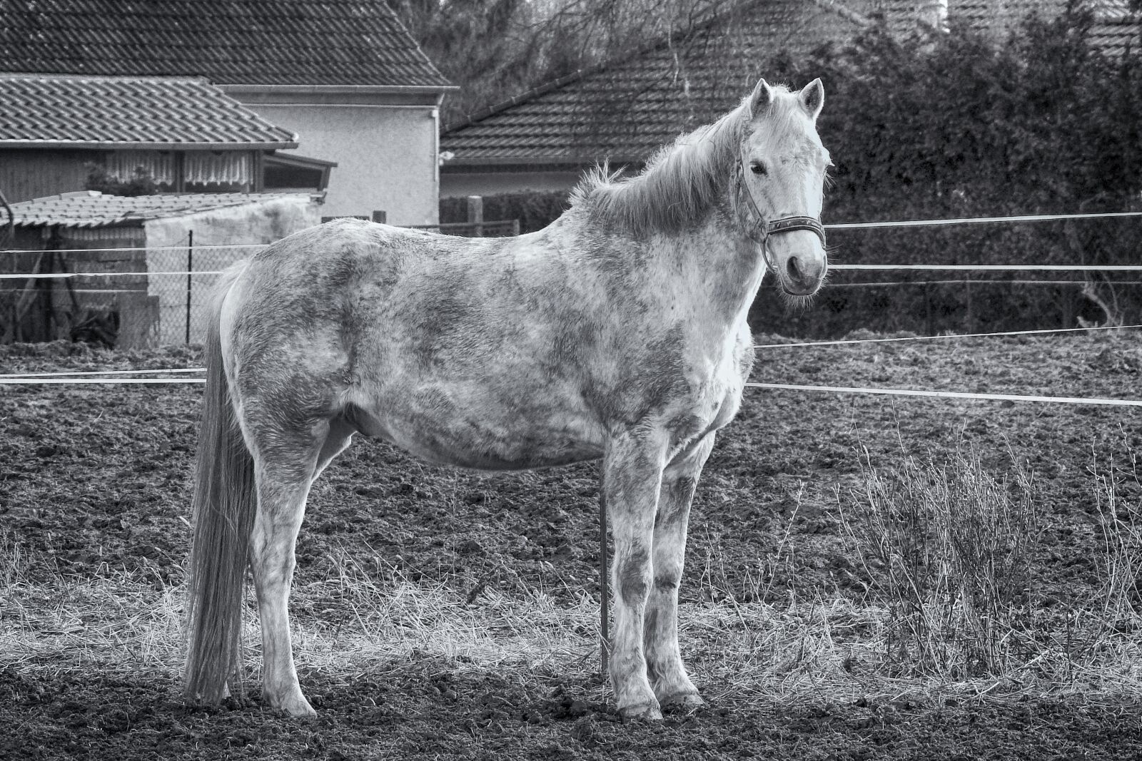 Nikon Coolpix P900 sample photo. Horse, mold, mammal photography