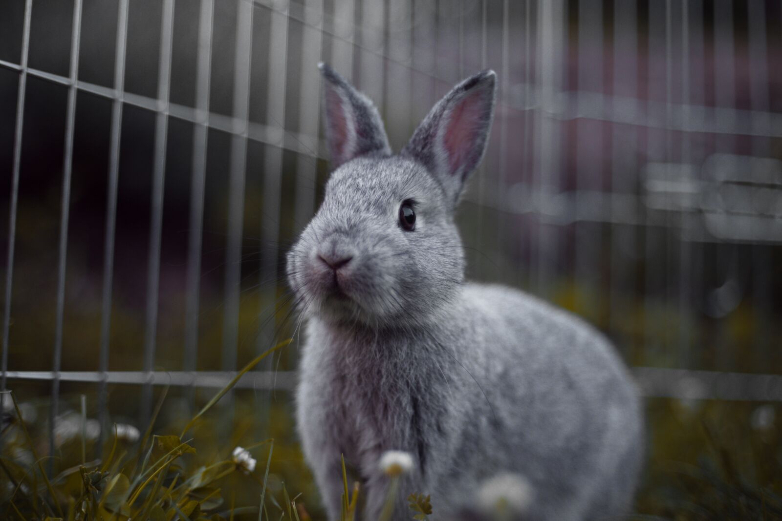 Canon EF 50mm F1.8 II sample photo. Rabbit, rodents, mammal photography
