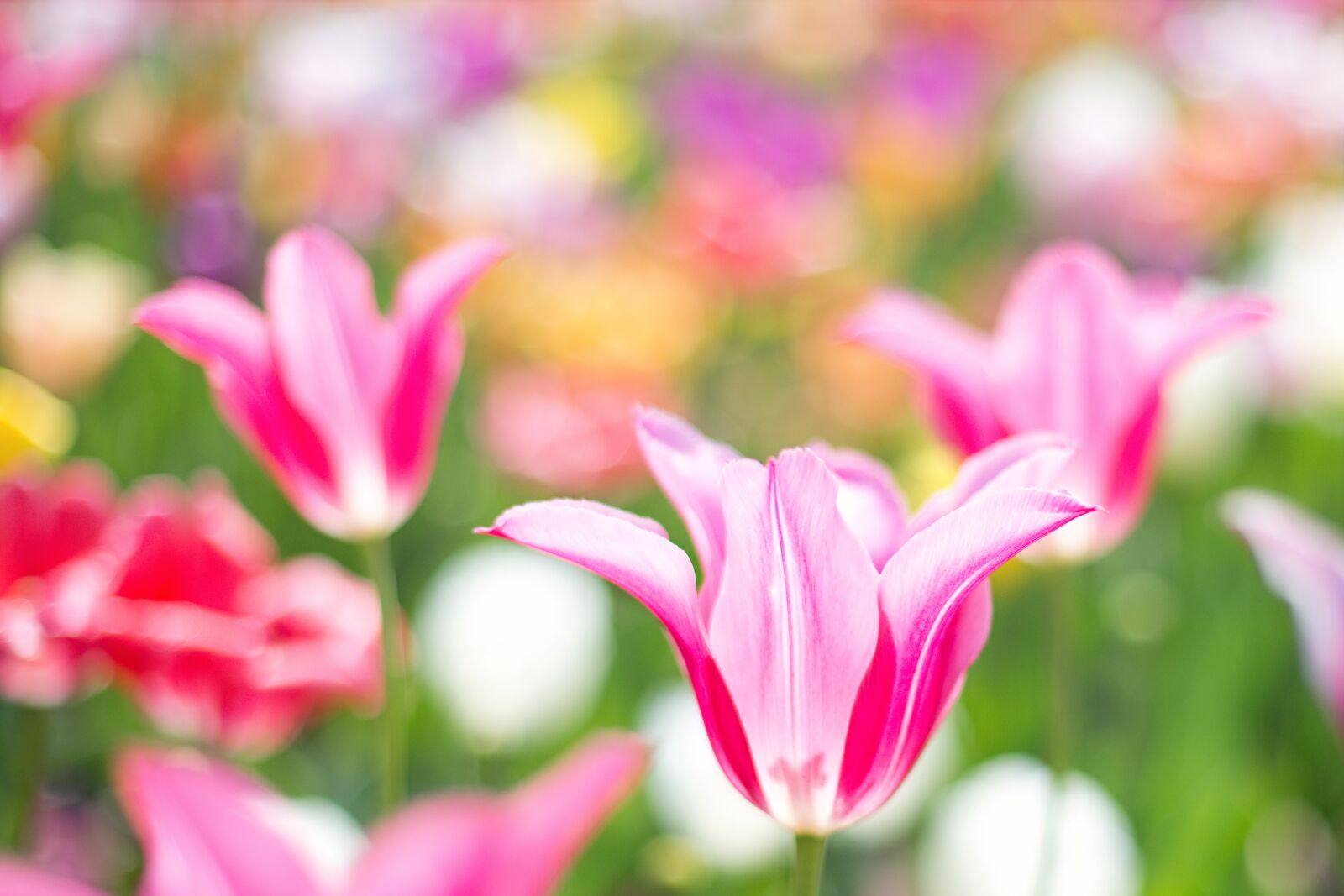 Canon EOS 5D Mark III sample photo. Tulips, pink, garden photography